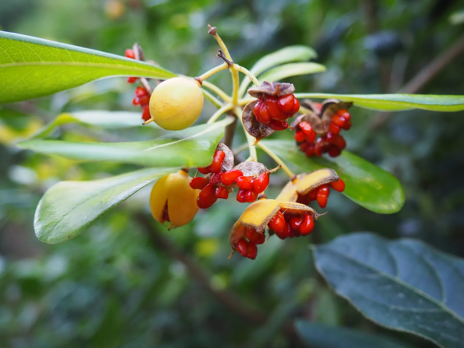 Cheesewood (Pittosporum Viridiflorum) — Ideal for screens and hedges, its compact growth habit requires minimal pruning; hardy and low-maintenance, image 135