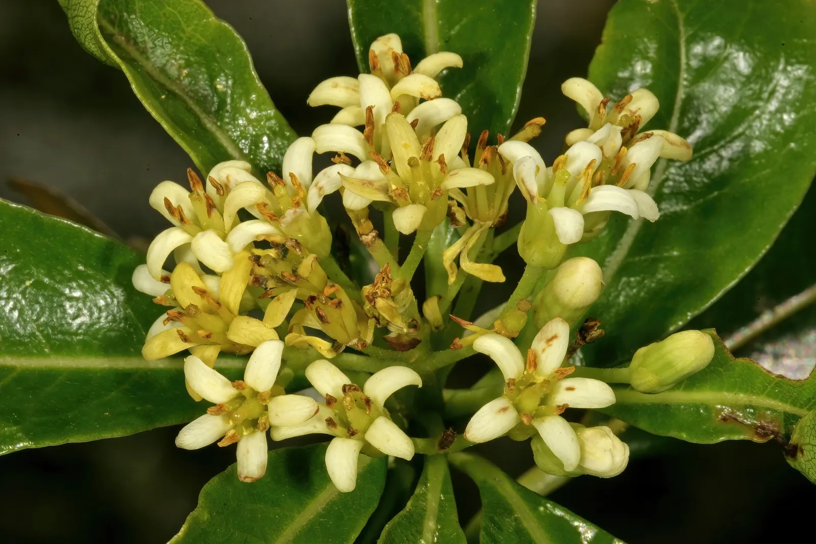 Cheesewood (Pittosporum Viridiflorum) — commonly known as Cheesewood