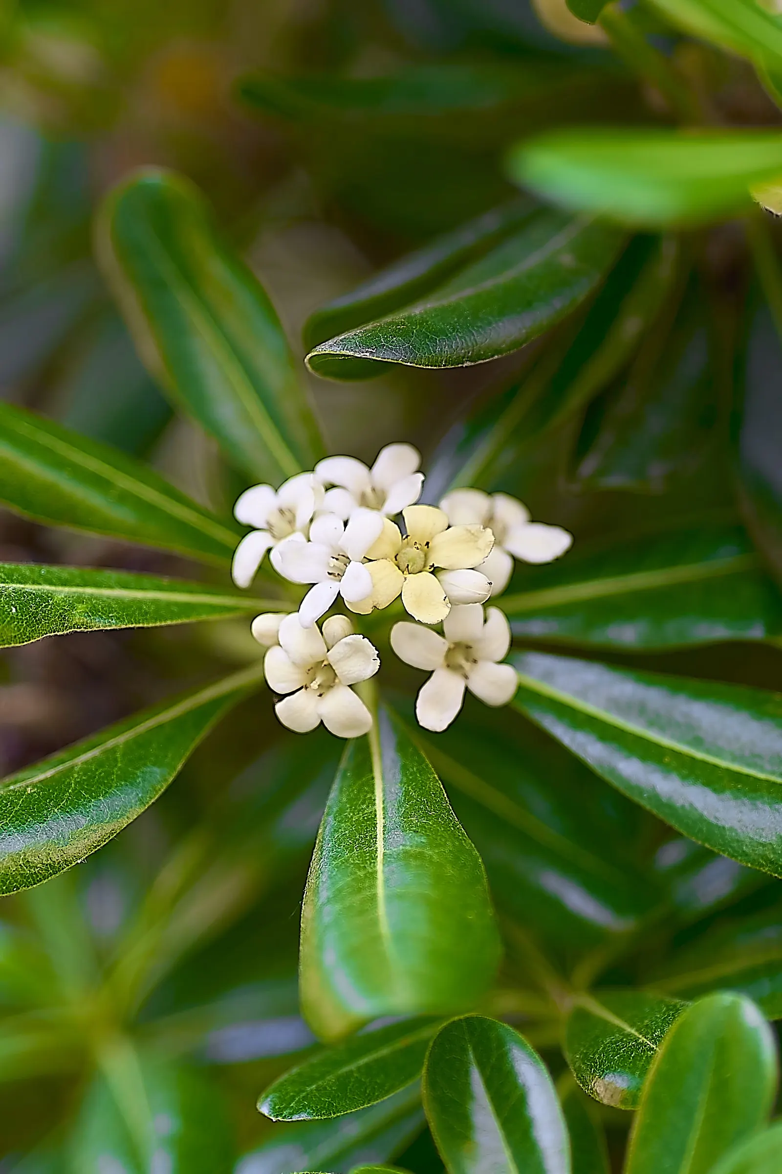 Cheesewood (Pittosporum Viridiflorum) — shrub for full; allowing for the maintenance of desired shapes and sizes within the landscape design, image 130