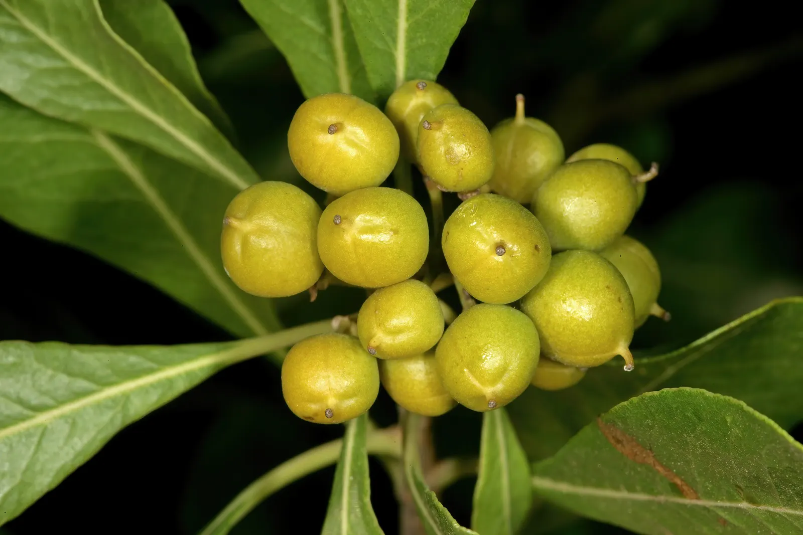 Cheesewood (Pittosporum Viridiflorum) — making it an excellent choice for both private gardens and public landscapes