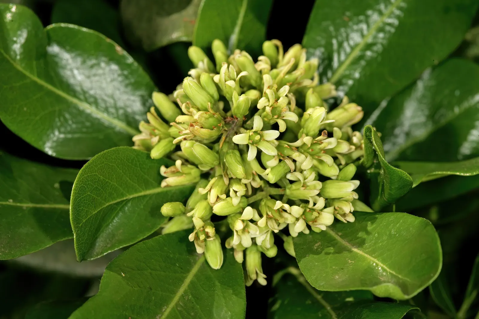 Cheesewood (Pittosporum Viridiflorum) — typically around 10 to 15 feet; commonly referred to as Cheesewood, image 176