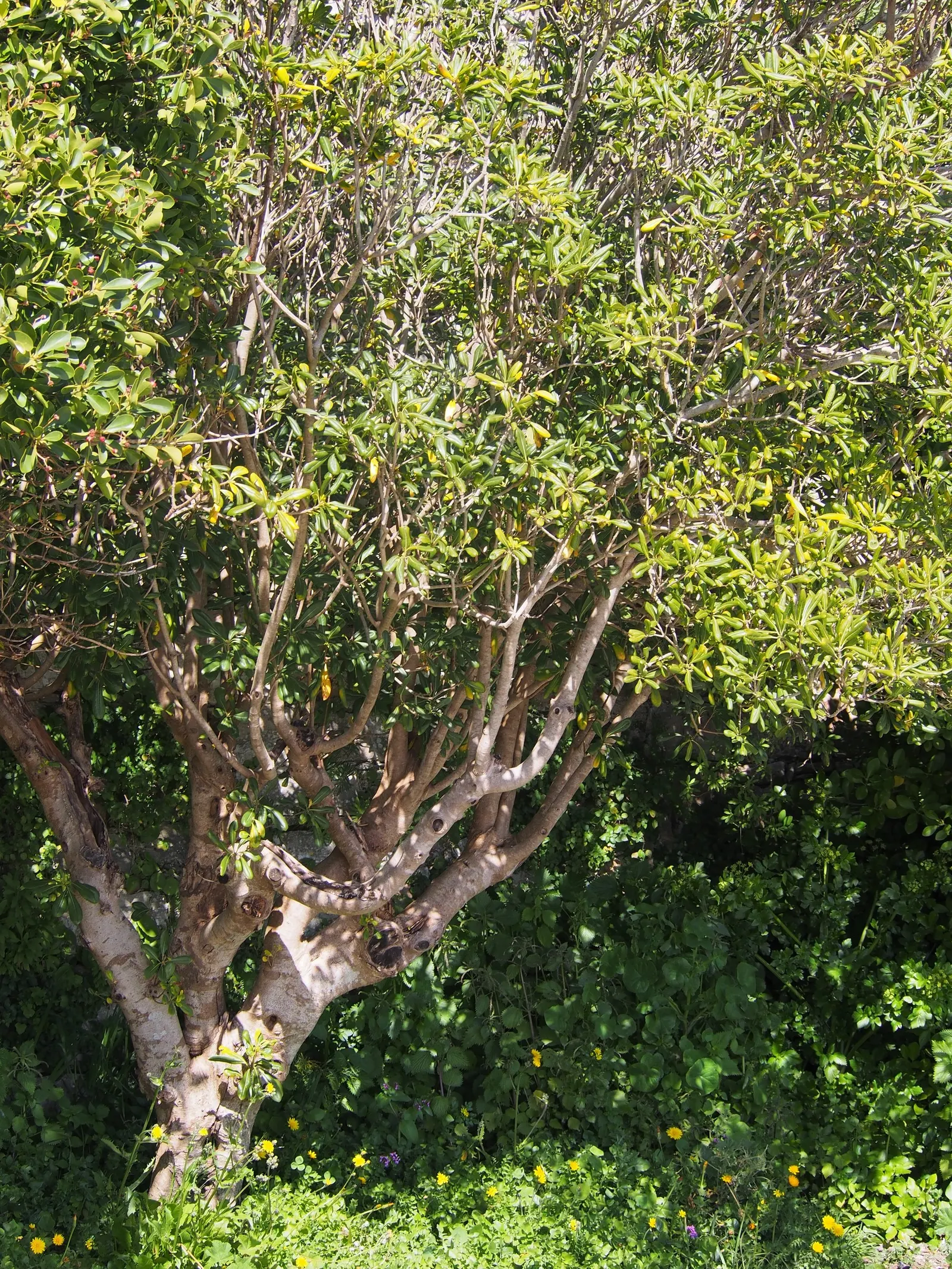 Cheesewood (Pittosporum Viridiflorum) — and are followed by yellow; ideal for screens and hedges, its compact growth habit requires minimal pruning