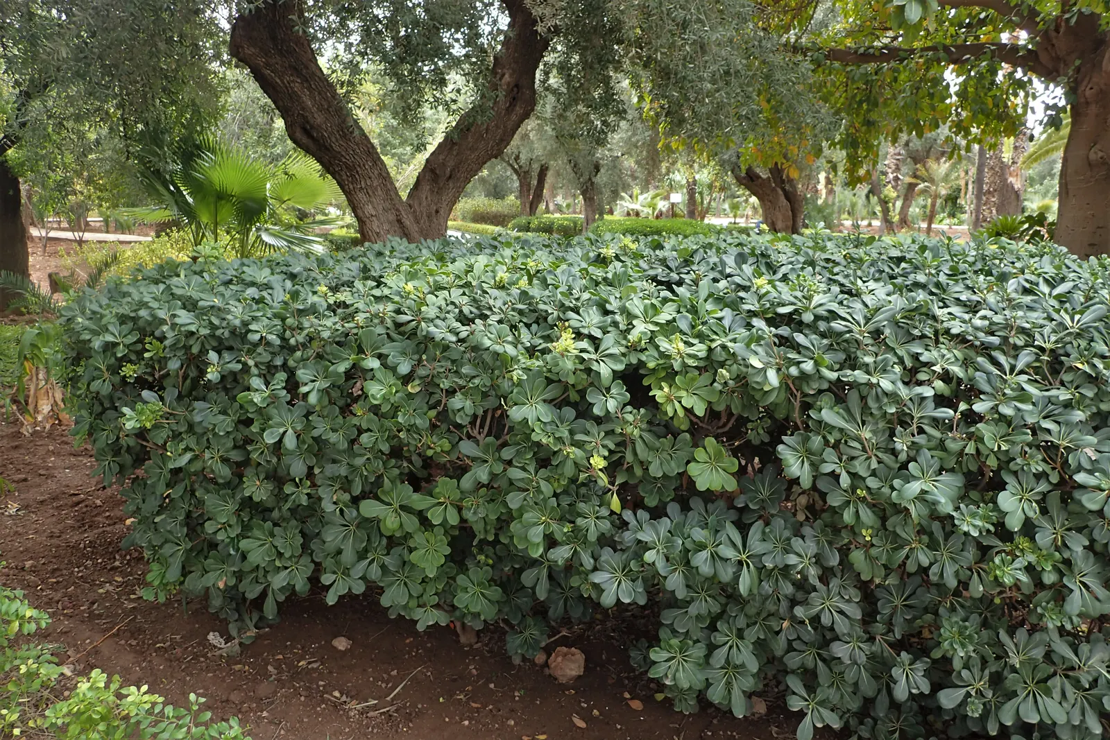 Cheesewood (Pittosporum Viridiflorum) — Hardy and low-maintenance, it's a superb choice for varied designs; and mildly fragrant flowers, image 84