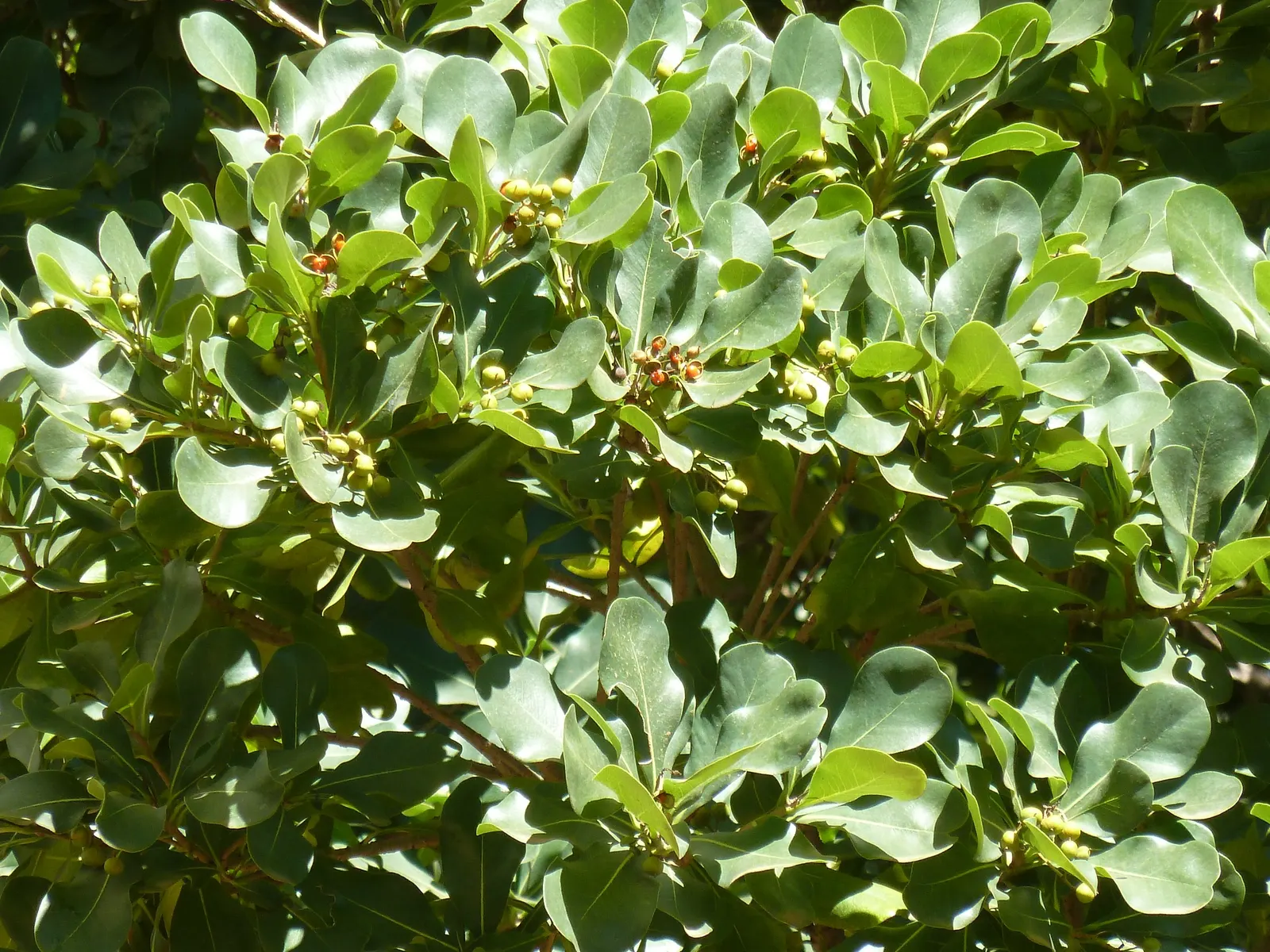 Cheesewood (Pittosporum Viridiflorum) — Given its size and aesthetic appeal; ensure to provide sufficient spacing from other plants, image 174