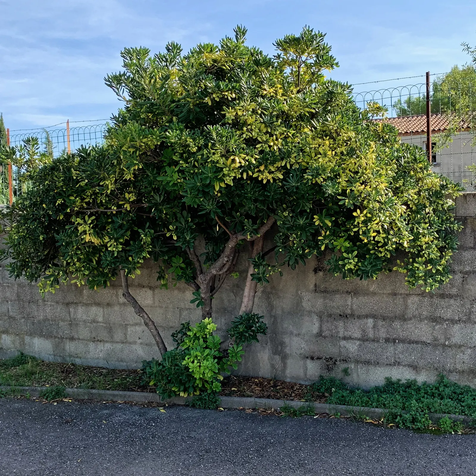 Cheesewood (Pittosporum Viridiflorum) — is renowned for its ornamental beauty and adaptability; commonly known as Cheesewood, image 138