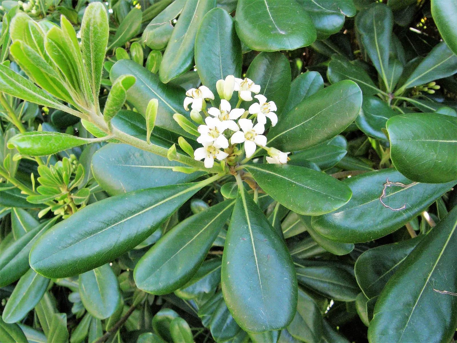 Cheesewood (Pittosporum Viridiflorum) — ensure to provide sufficient spacing from other plants; shrub for full, image 123