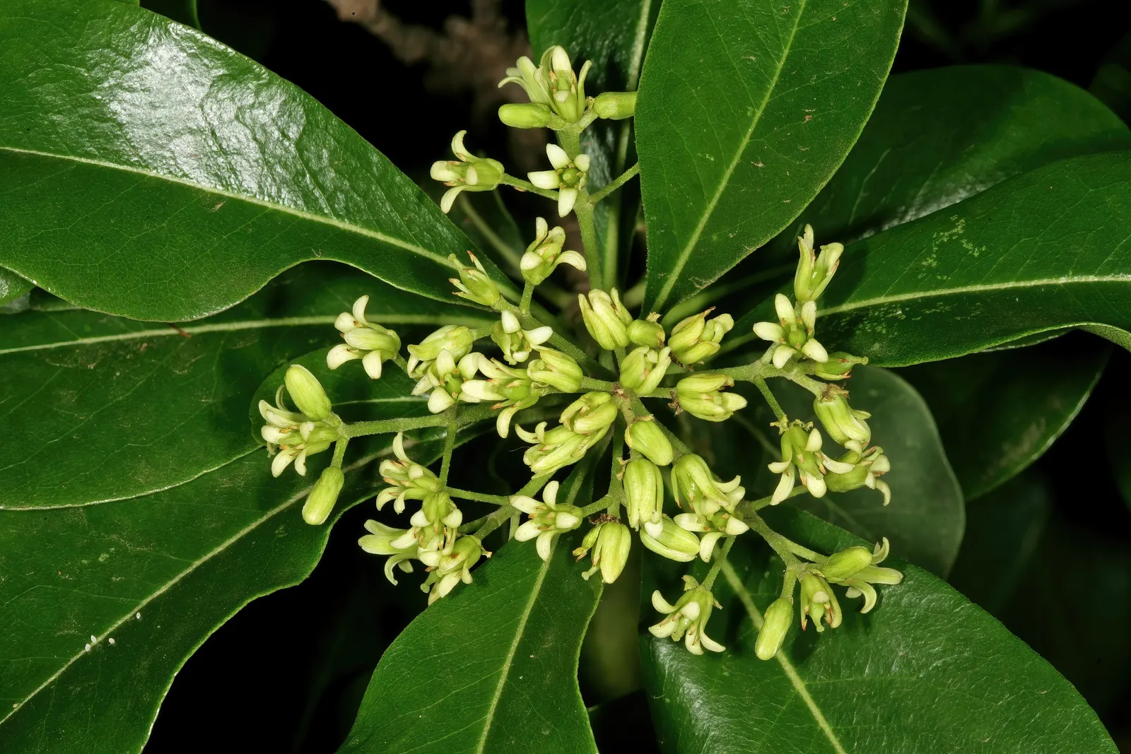 Cheesewood (Pittosporum Viridiflorum) — Gardeners will also appreciate that Cheesewood responds well to pruning; to accommodate its mature spread, image 178
