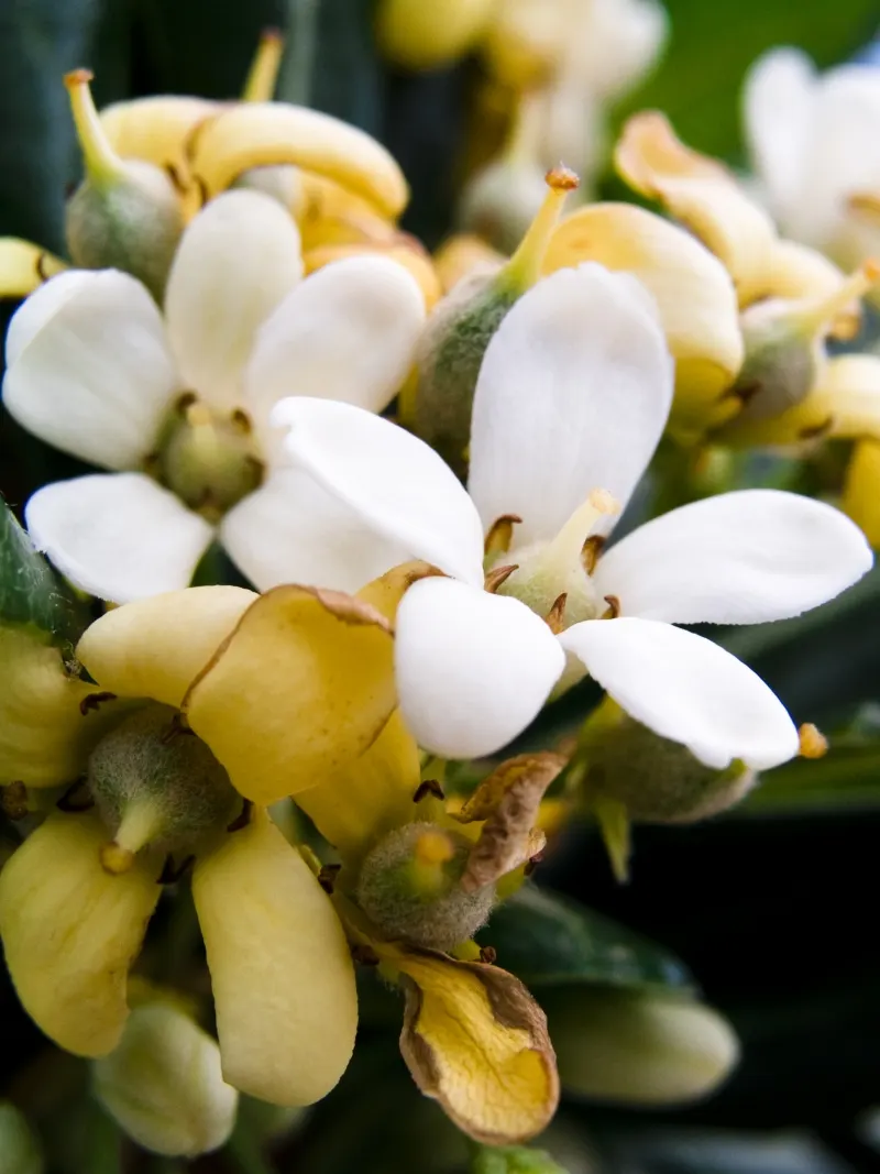 Cheesewood (Pittosporum Viridiflorum) — is a versatile evergreen shrub that reaches up to 15 feet in height; its growth rate is moderate, and it, image 132