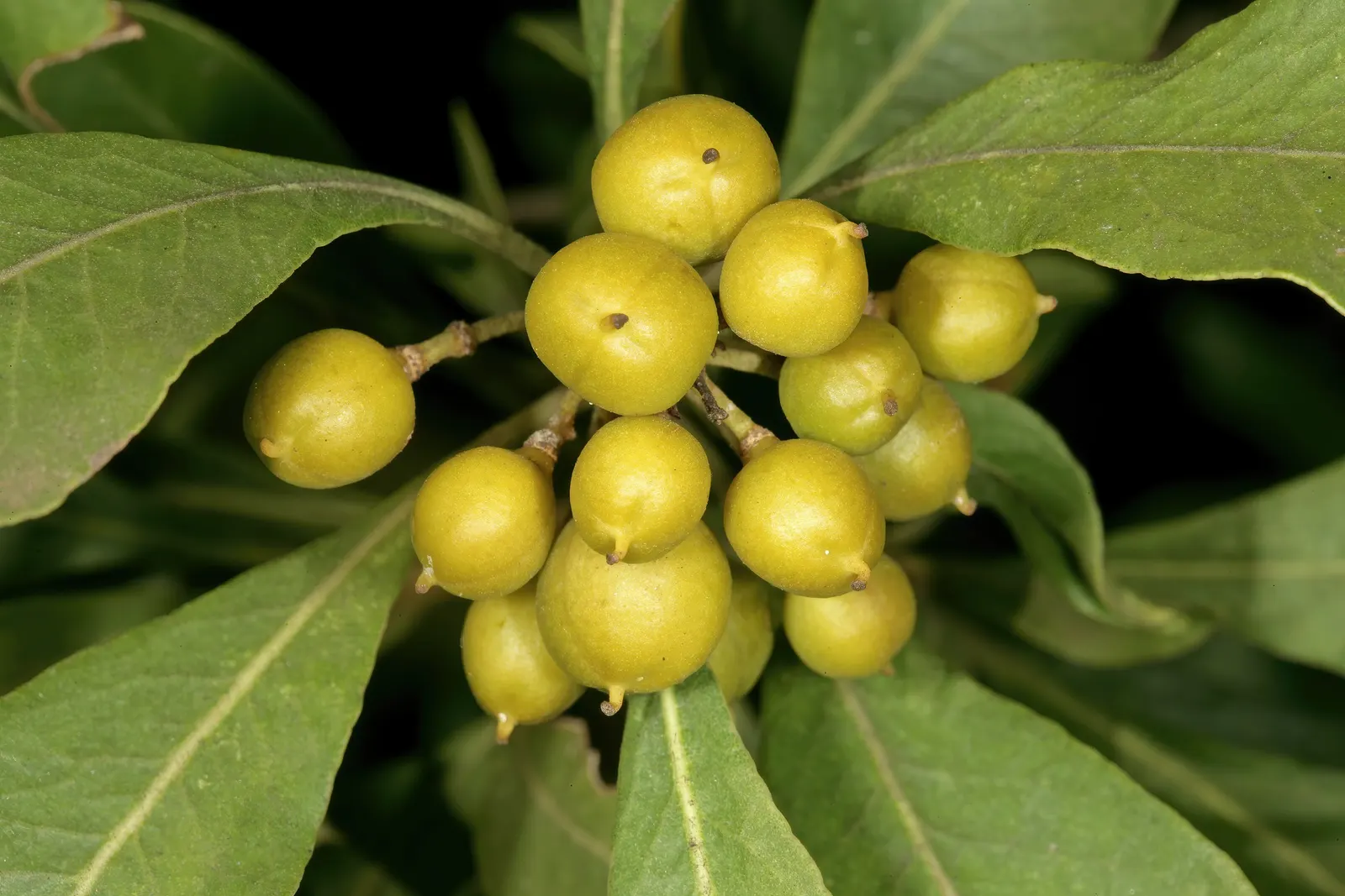 Cheesewood (Pittosporum Viridiflorum) — Ideal for screens and hedges, its compact growth habit requires minimal pruning
