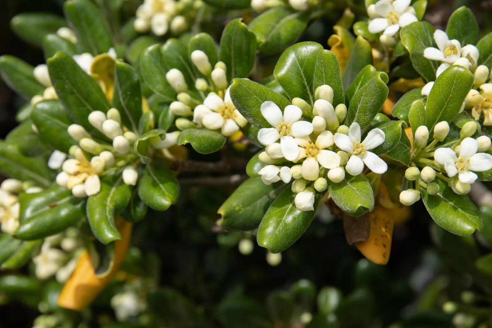 Cheesewood (Pittosporum Viridiflorum) — The trunk and branches form a pleasing