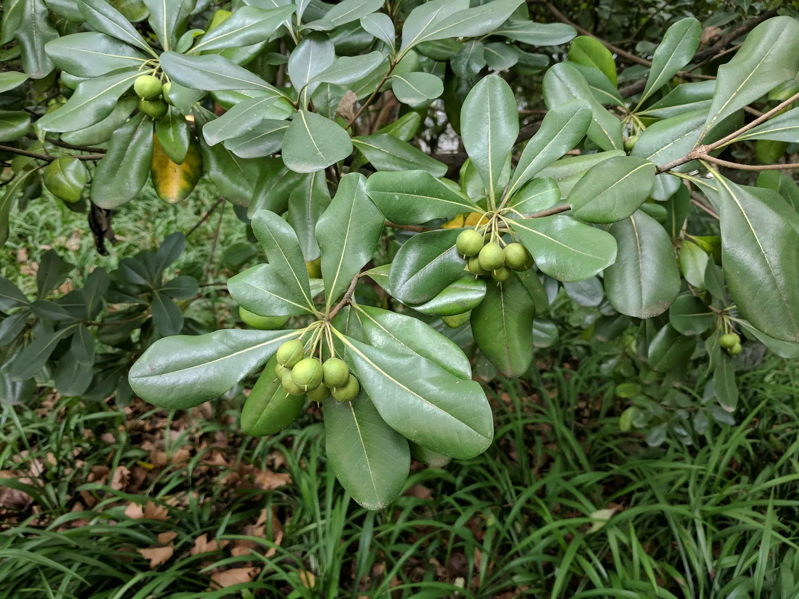 Cheesewood (Pittosporum Viridiflorum) — Hardy and low-maintenance, it's a superb choice for varied designs; and mildly fragrant flowers