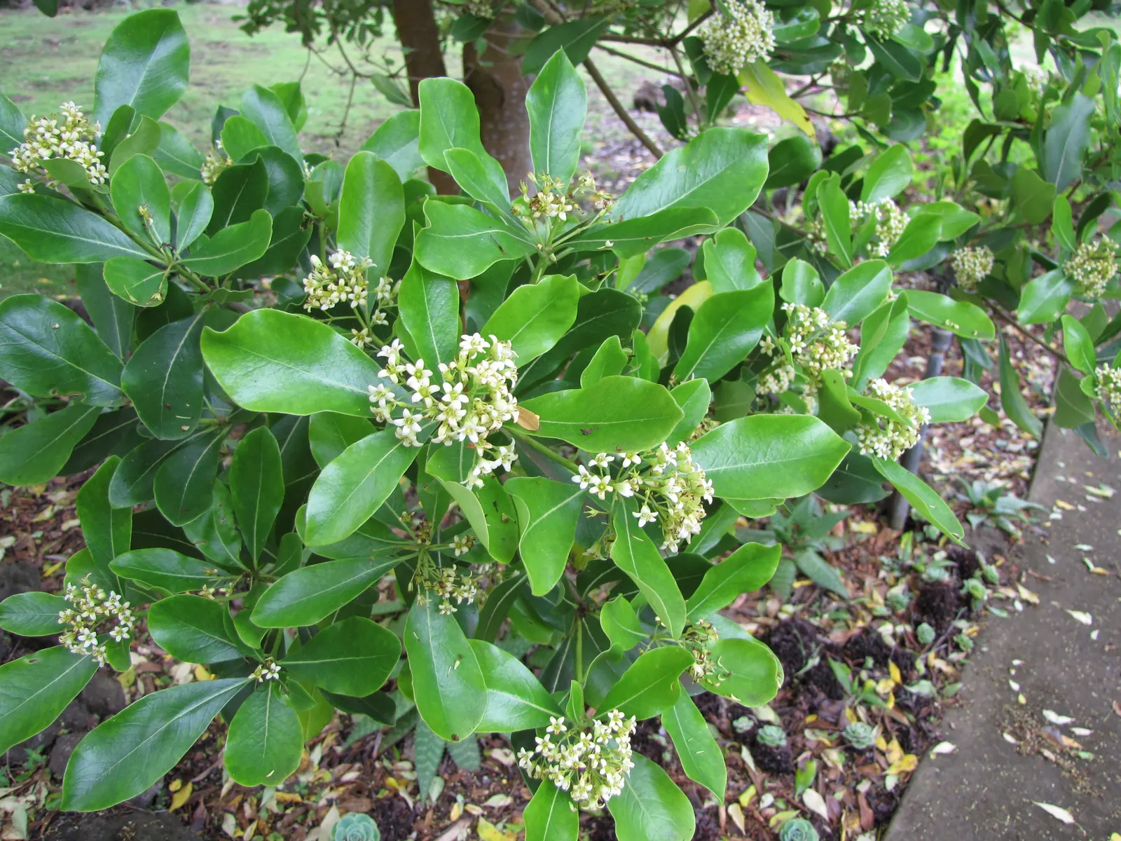 Cheesewood (Pittosporum Viridiflorum) — Given its size and aesthetic appeal; ensure to provide sufficient spacing from other plants, image 148