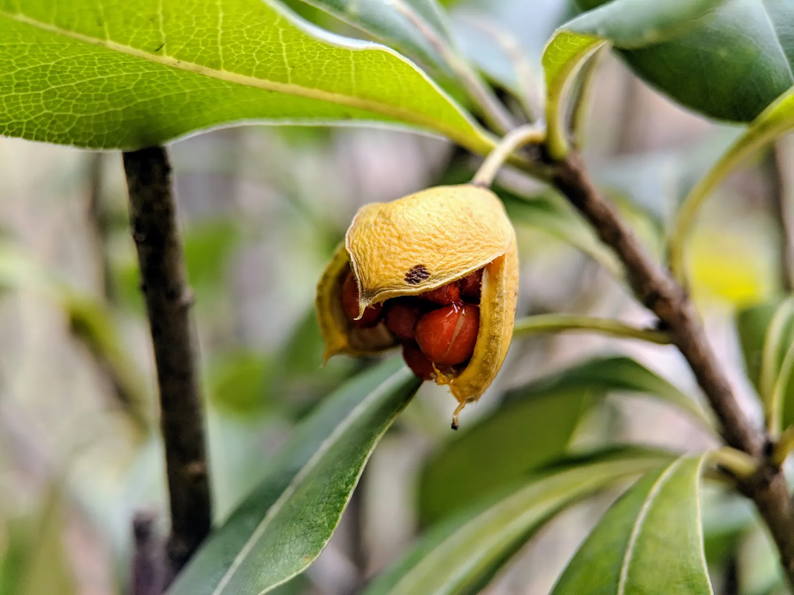 Cheesewood (Pittosporum Viridiflorum) — glossy green leaves that are typically about 1.5 to 4 inches long and 0.6 to 1.5 inches wide; nestled among, image 62