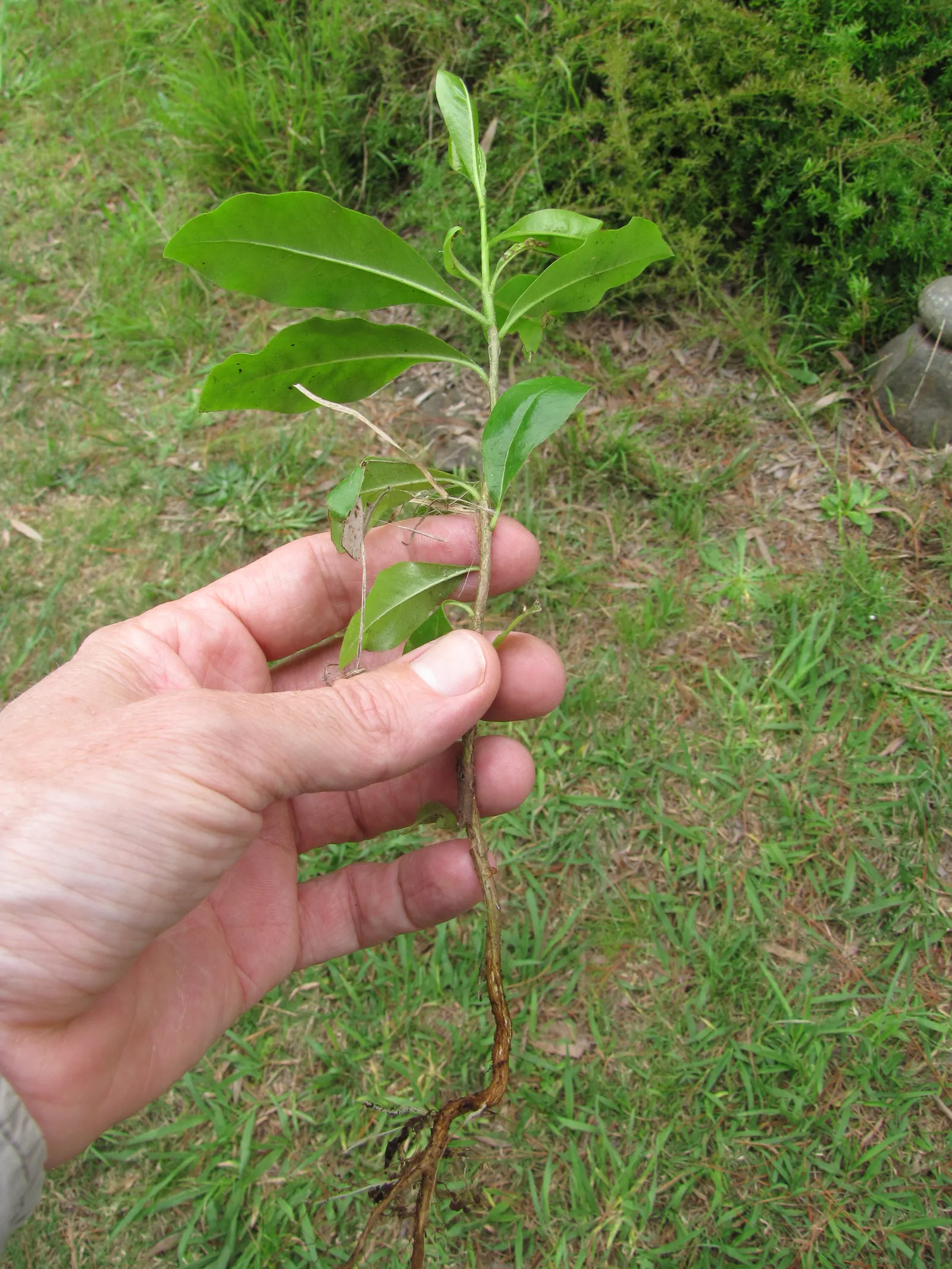 Cheesewood (Pittosporum Viridiflorum) — Thriving in USDA zones 9-11, it prefers well-drained soil and can tolerate partial shade; shrub with white, image 160