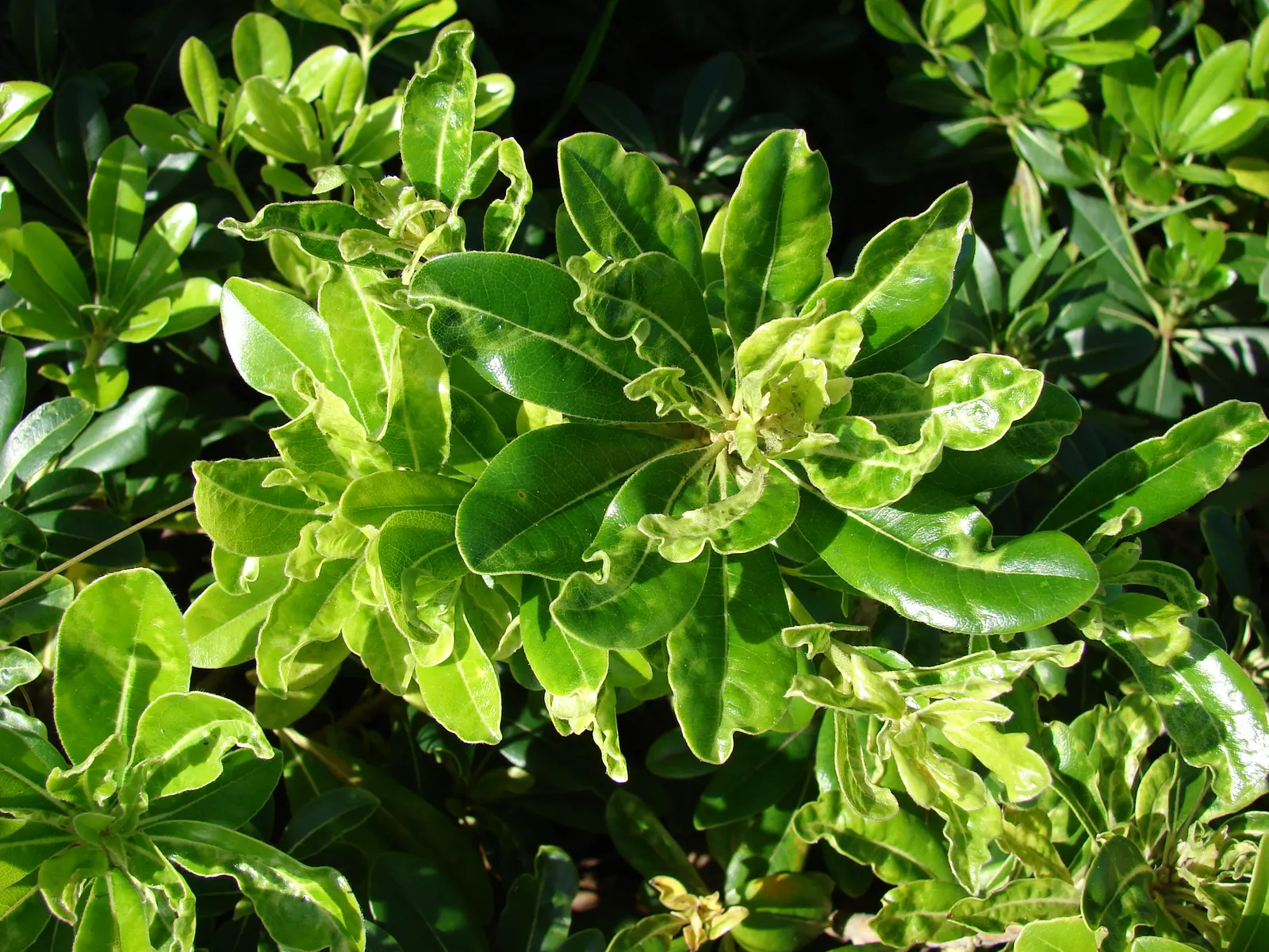 Cheesewood (Pittosporum Viridiflorum) — and mildly fragrant flowers