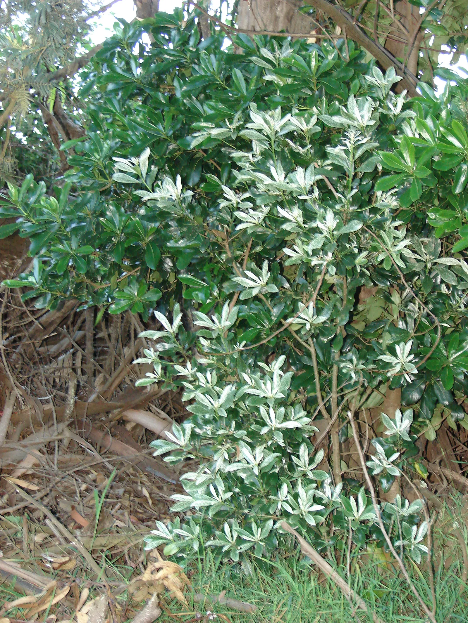 Cheesewood (Pittosporum Viridiflorum) — Gardeners will also appreciate that Cheesewood responds well to pruning; to accommodate its mature spread, image 152