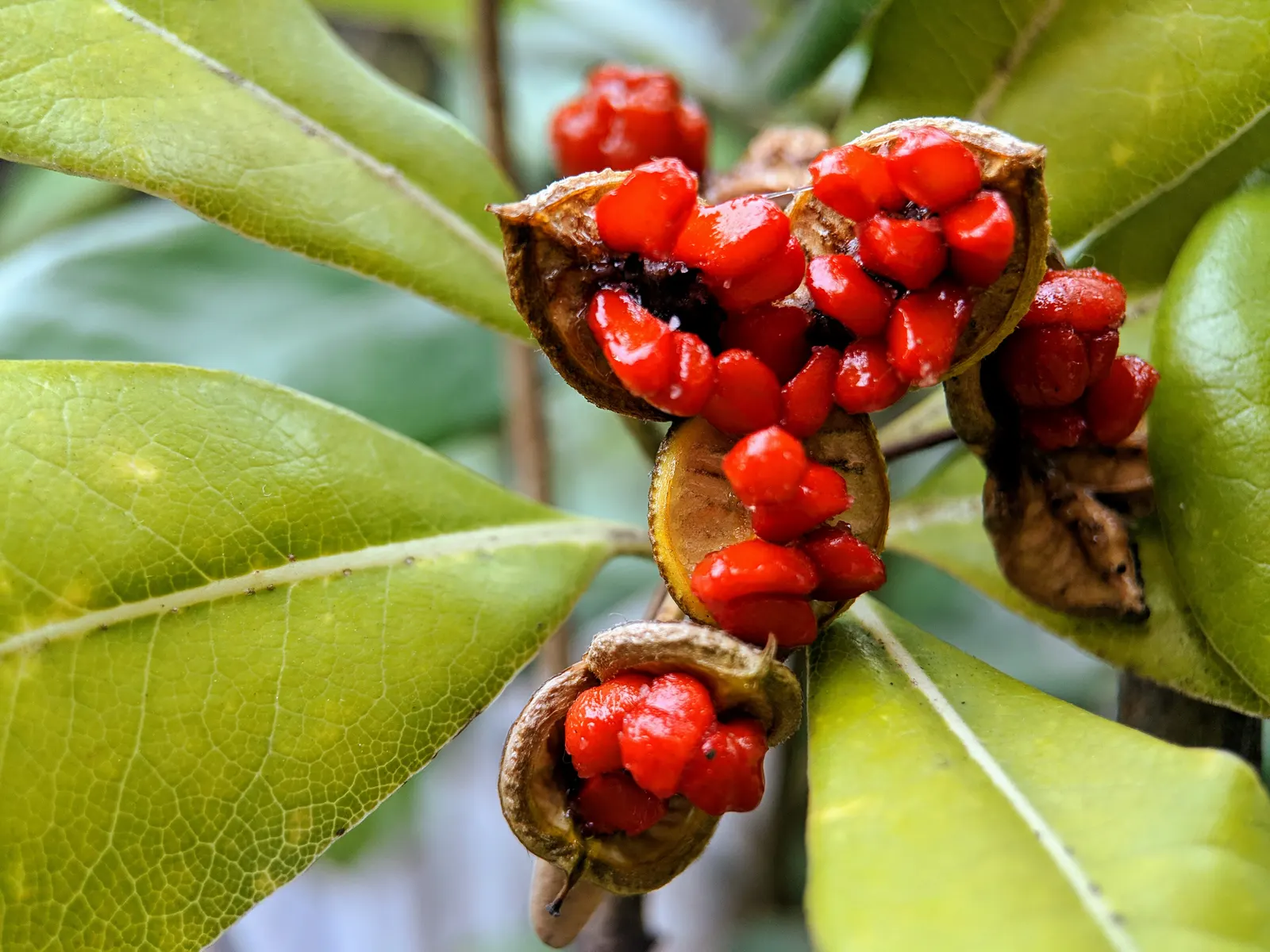 Cheesewood (Pittosporum Viridiflorum) — making it an excellent choice for both private gardens and public landscapes; is renowned for its, image 61
