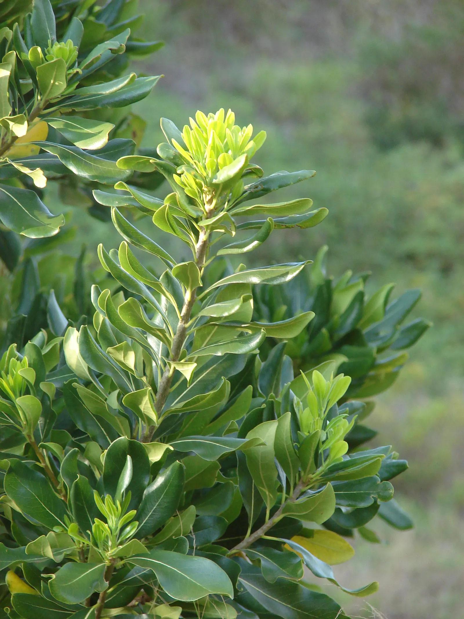 Cheesewood (Pittosporum Viridiflorum) — typically around 10 to 15 feet; commonly referred to as Cheesewood, image 150
