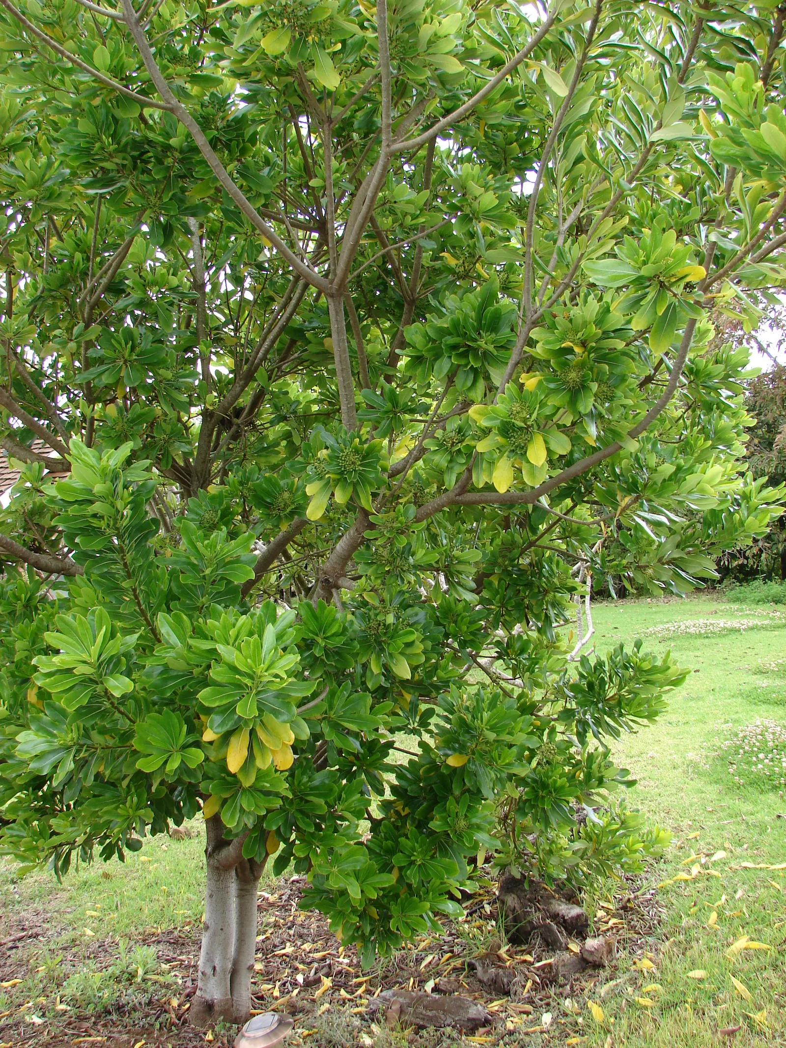 Cheesewood (Pittosporum Viridiflorum) — It's a versatile plant that can be used as a standalone specimen or grouped as a hedge or screen; the trunk, image 147
