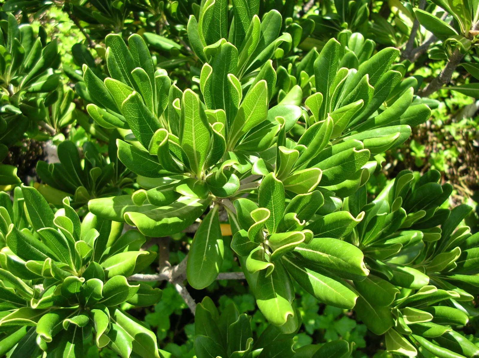 Cheesewood (Pittosporum Viridiflorum) — Thriving in USDA zones 9-11, it prefers well-drained soil and can tolerate partial shade; shrub with white blooms