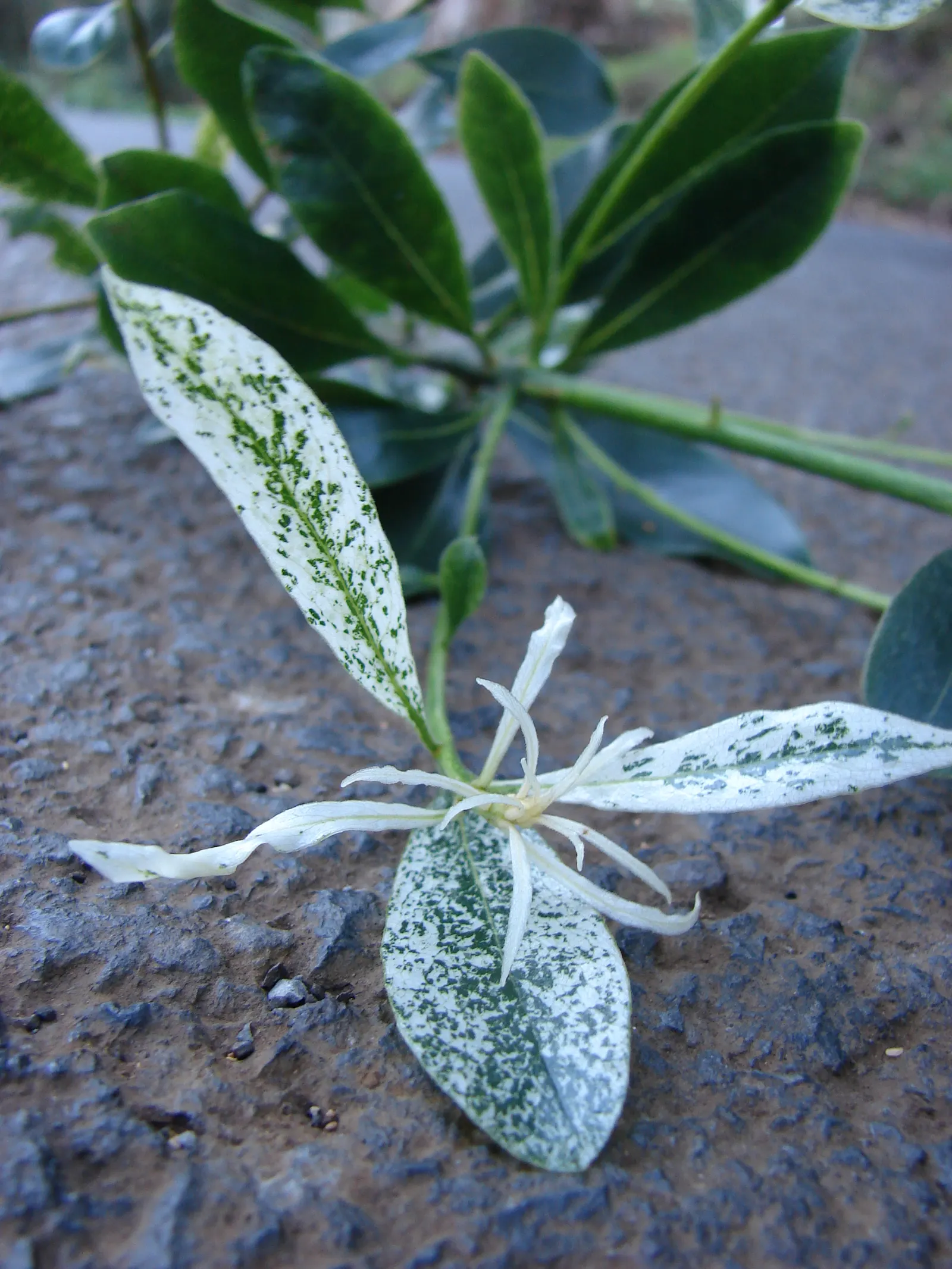 Cheesewood (Pittosporum Viridiflorum) — white flowers in the garden; making it an excellent choice for both private gardens and public landscapes, image 154