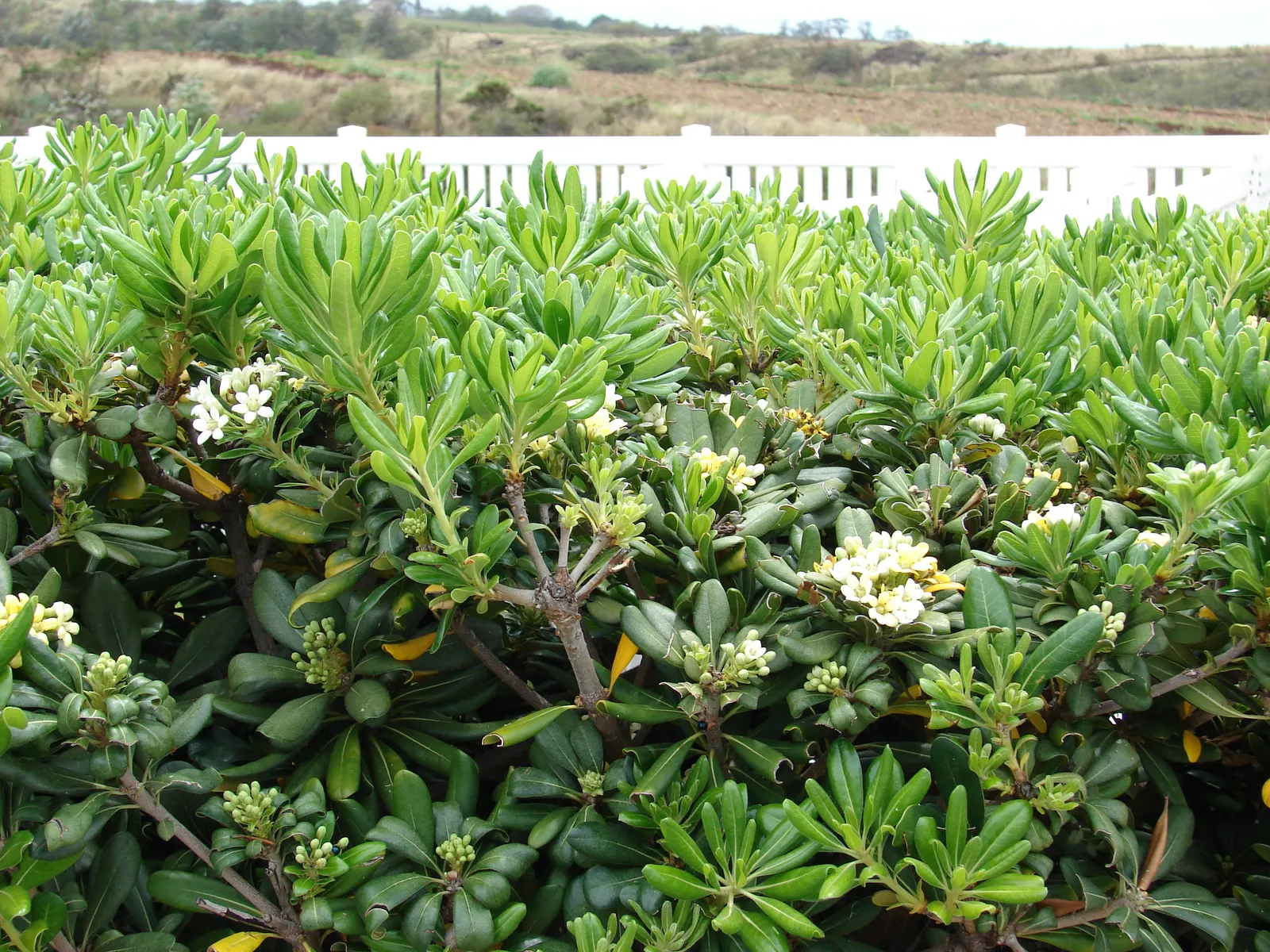 Cheesewood (Pittosporum Viridiflorum) — to accommodate its mature spread and height; these blossoms are a subtle addition, image 73