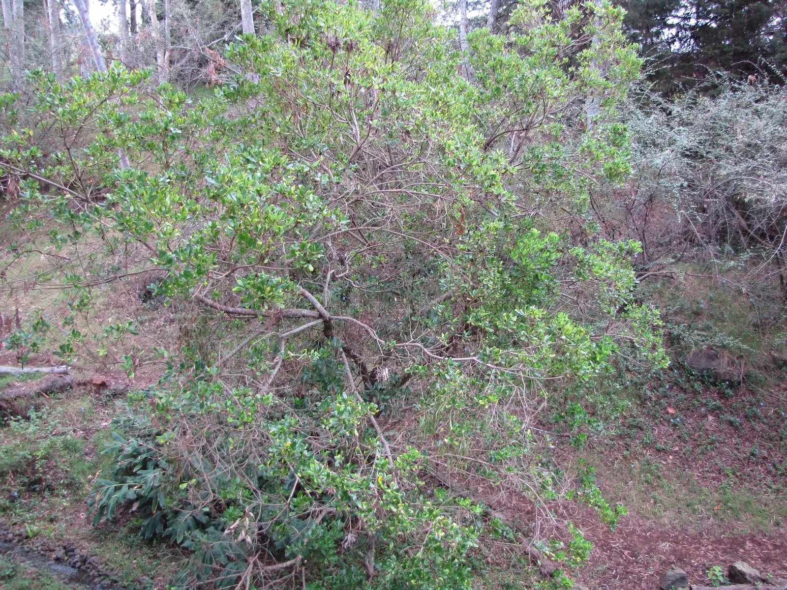Cheesewood (Pittosporum Viridiflorum) — Thriving in USDA zones 9-11, it prefers well-drained soil and can tolerate partial shade