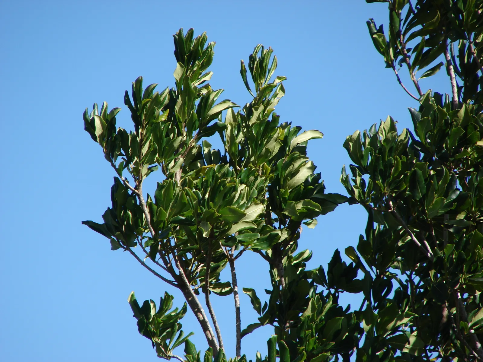 Cheesewood (Pittosporum Viridiflorum) — glossy green leaves that are typically about 1.5 to 4 inches long and 0.6 to 1.5 inches wide; nestled among, image 166