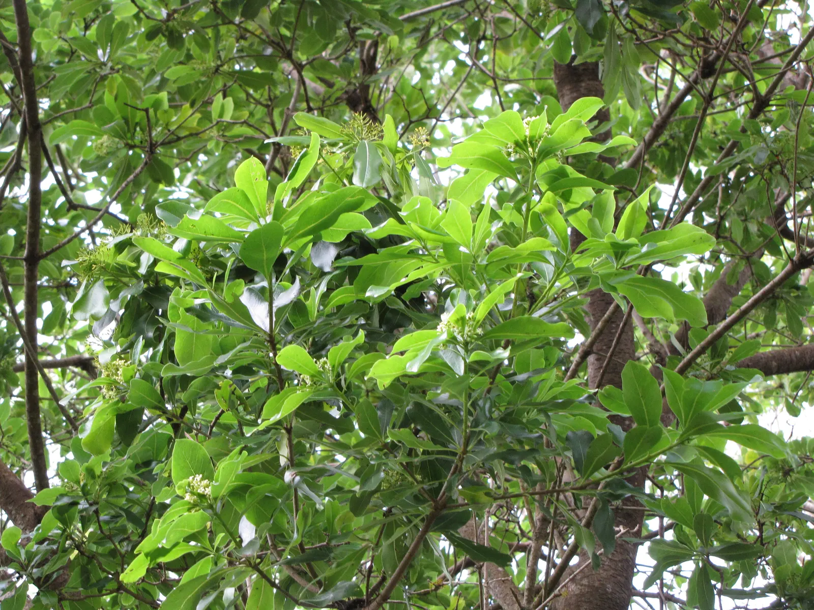 Cheesewood (Pittosporum Viridiflorum) — Its growth rate is moderate, and it thrives in USDA hardiness zones 10 to 11; gardeners will also, image 167