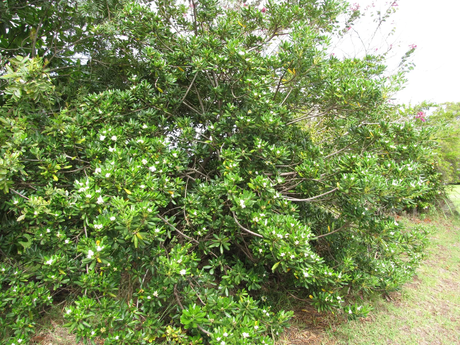Cheesewood (Pittosporum Viridiflorum) — nestled among the foliage; white flowers in the garden, image 93