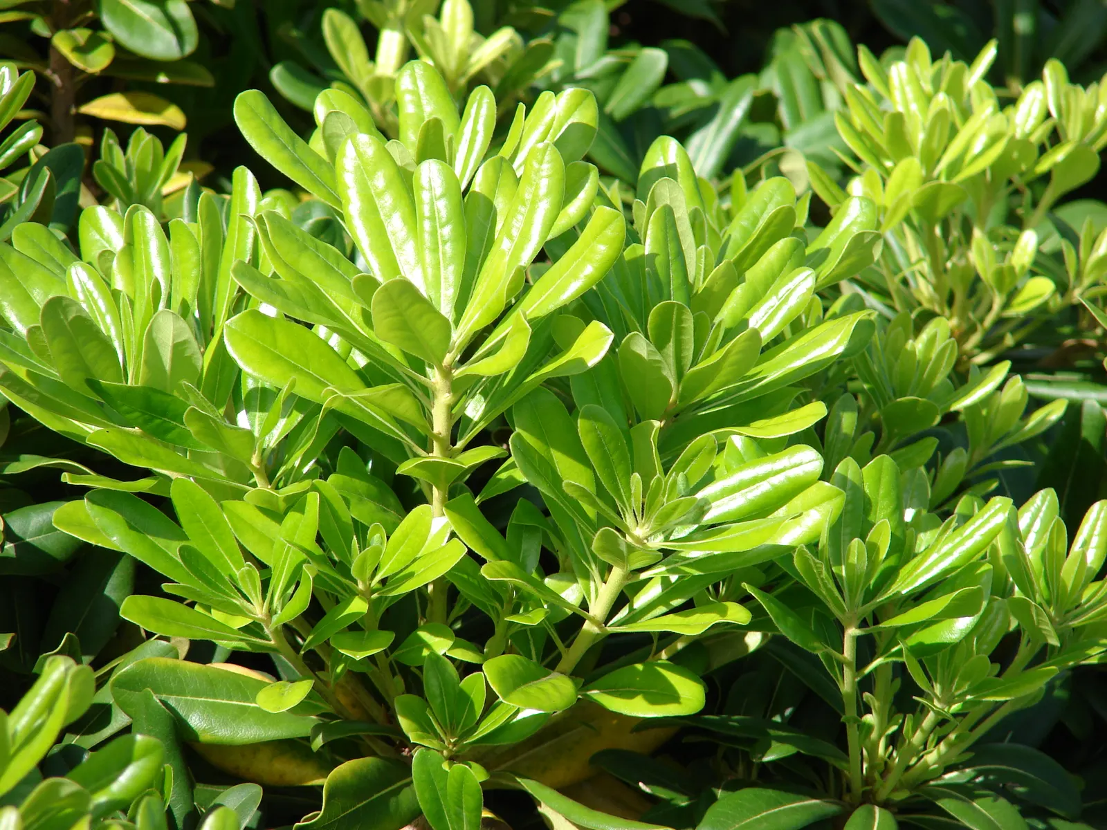 Cheesewood (Pittosporum Viridiflorum) — to accommodate its mature spread and height
