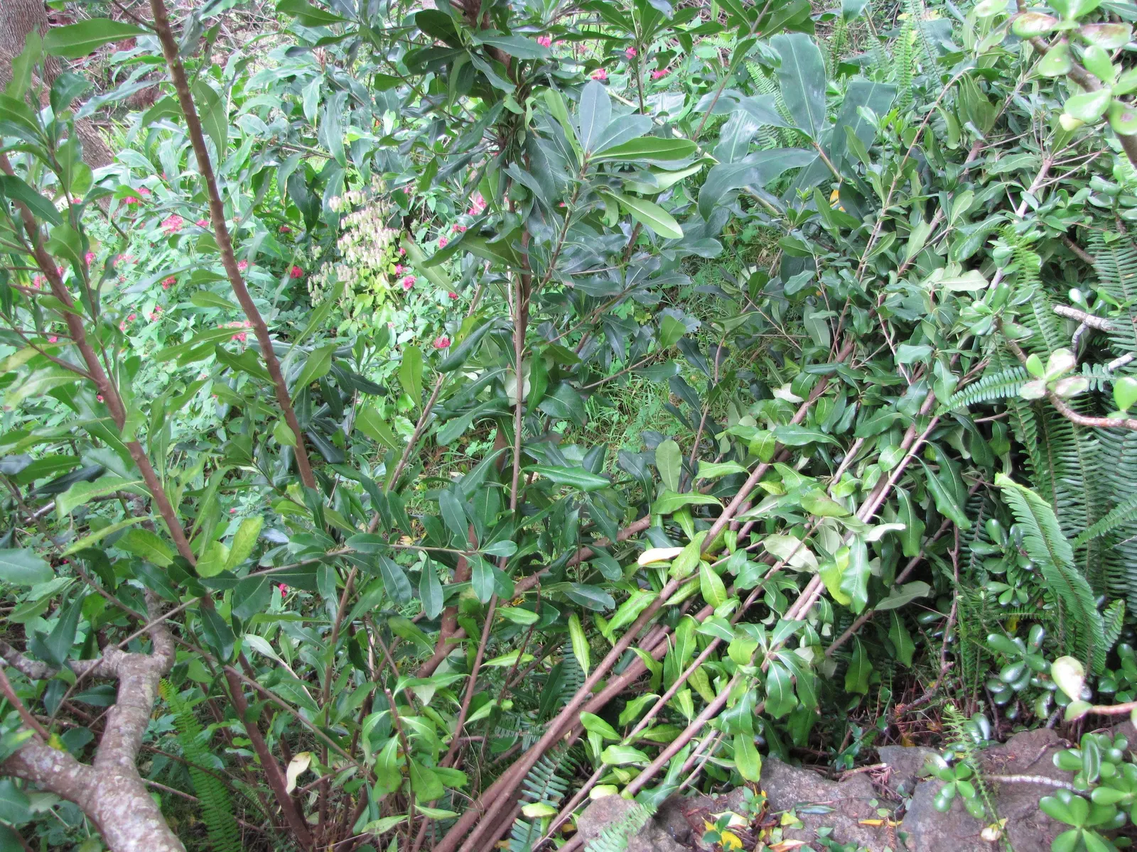 Cheesewood (Pittosporum Viridiflorum) — shrub with white blooms; and are followed by yellow, image 155