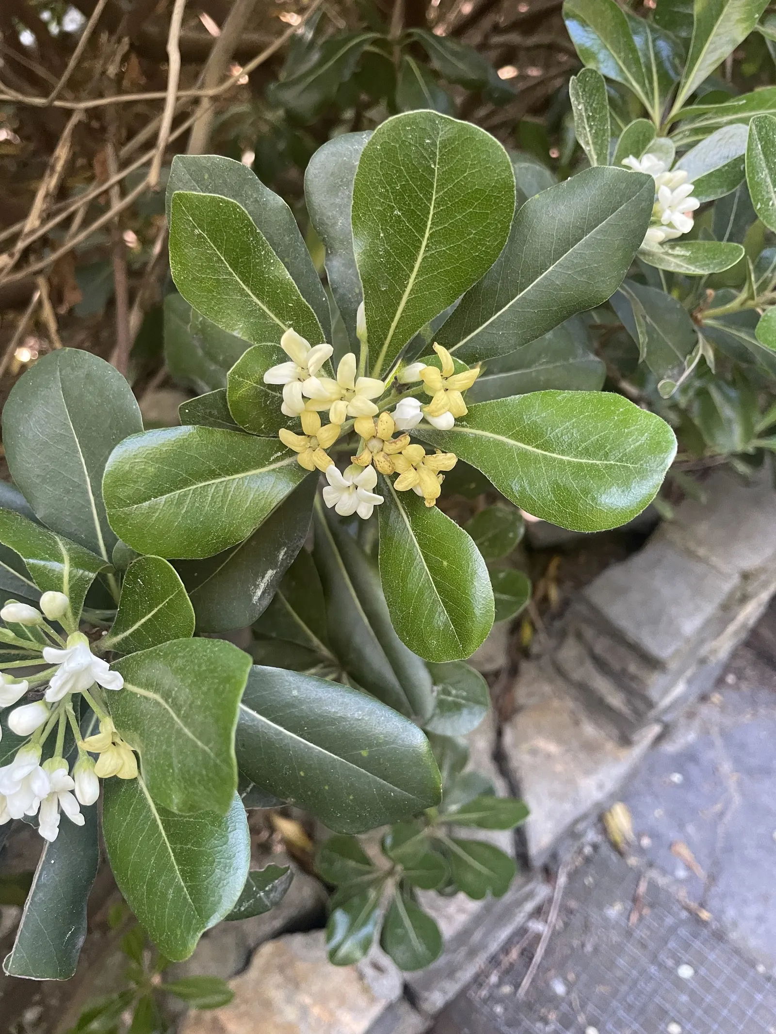 Cheesewood (Pittosporum Viridiflorum) — shrub with white blooms; and are followed by yellow, image 77