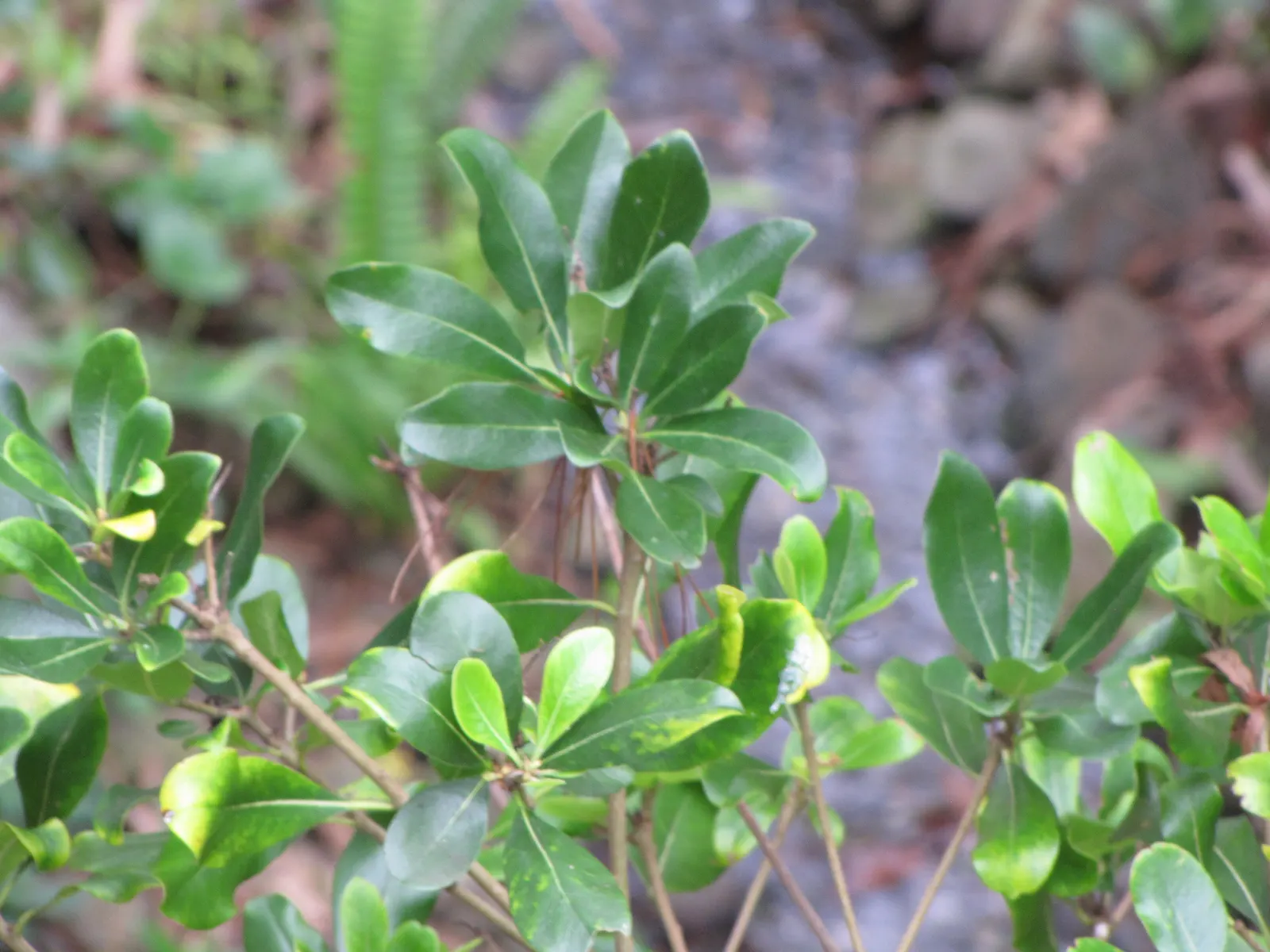 Cheesewood (Pittosporum Viridiflorum) — Its dense, glossy green foliage and small, fragrant yellow-green flowers add texture and aroma to, image 159