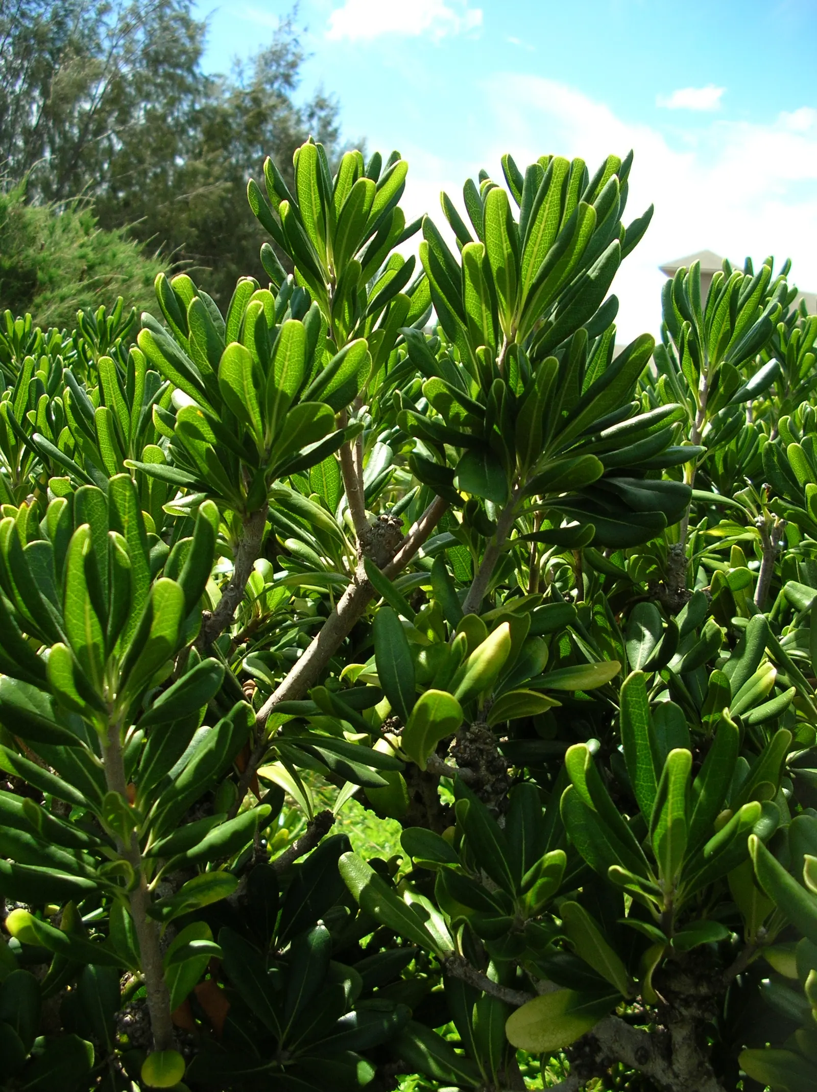 Cheesewood (Pittosporum Viridiflorum) — Its dense, glossy green foliage and small, fragrant yellow-green flowers add texture and aroma to, image 107