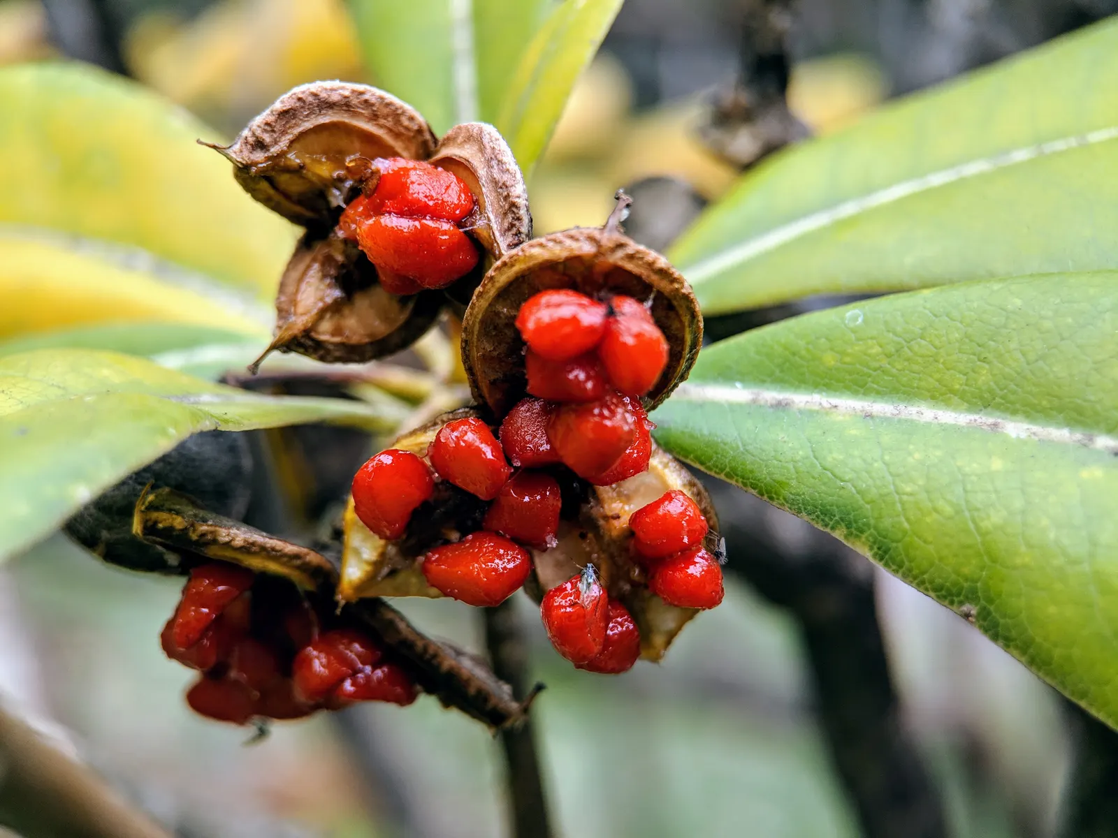 Cheesewood (Pittosporum Viridiflorum) — shrub for full; allowing for the maintenance of desired shapes and sizes within the landscape design