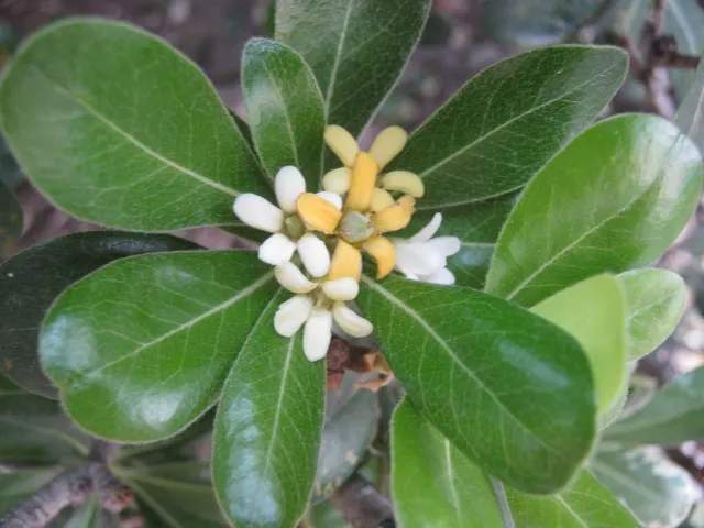 Cheesewood (Pittosporum Viridiflorum) — commonly referred to as Cheesewood; typically around 10 to 15 feet, image 85