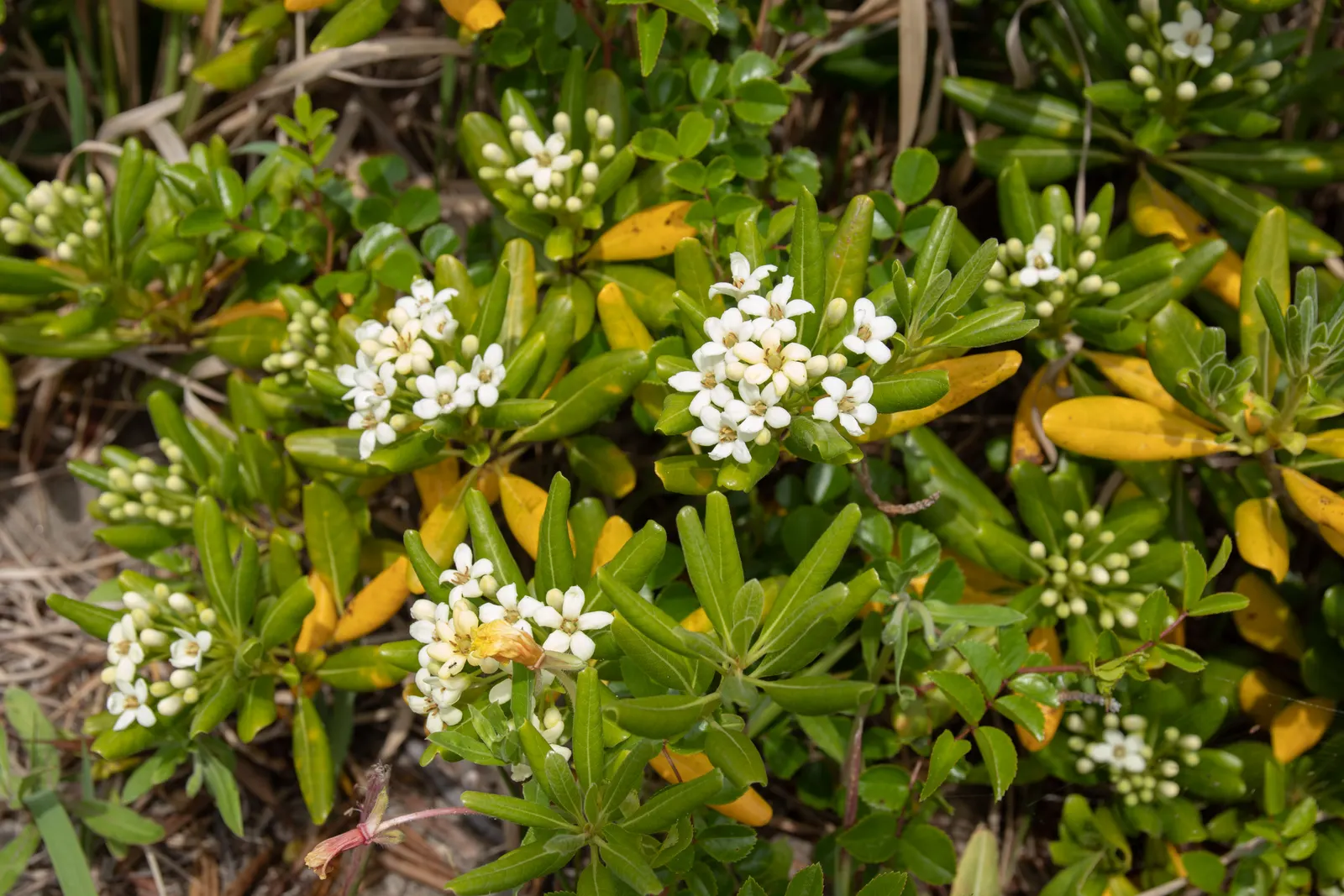 Cheesewood (Pittosporum Viridiflorum) — ensure to provide sufficient spacing from other plants