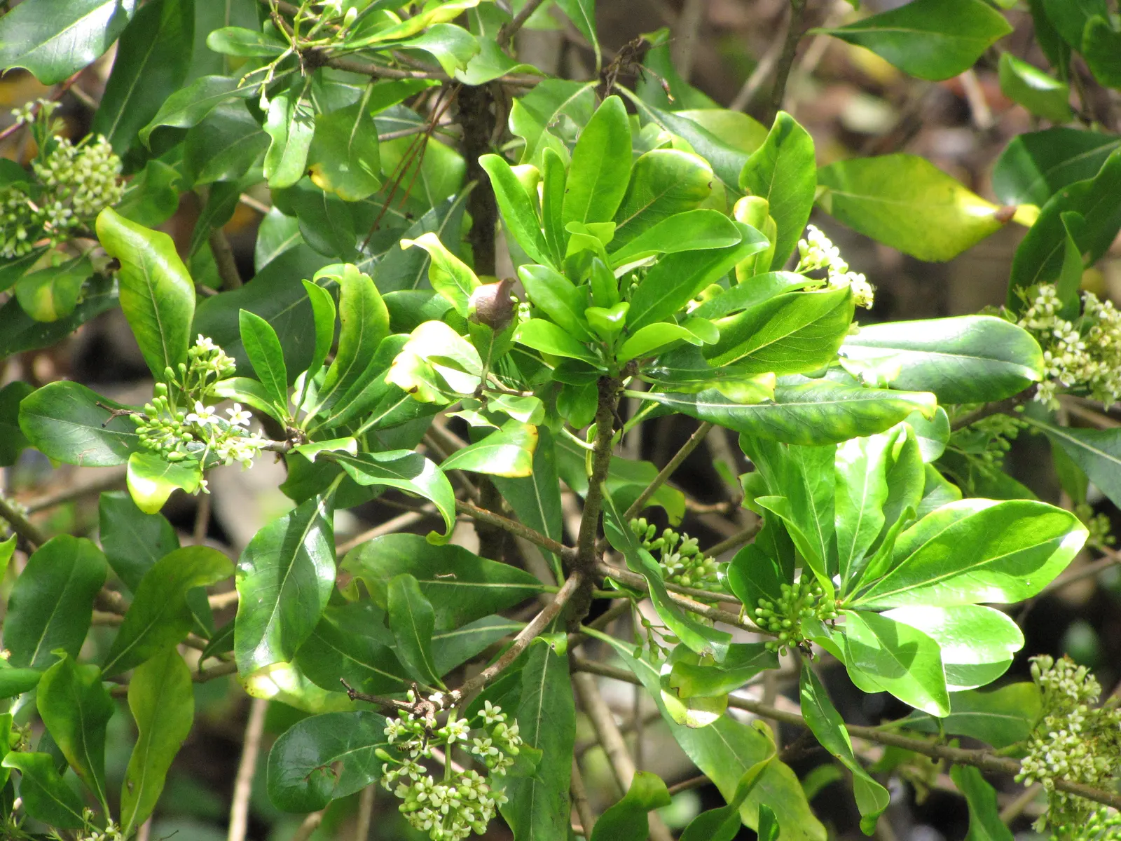 Cheesewood (Pittosporum Viridiflorum) — shrub for full; allowing for the maintenance of desired shapes and sizes within the landscape design, image 156