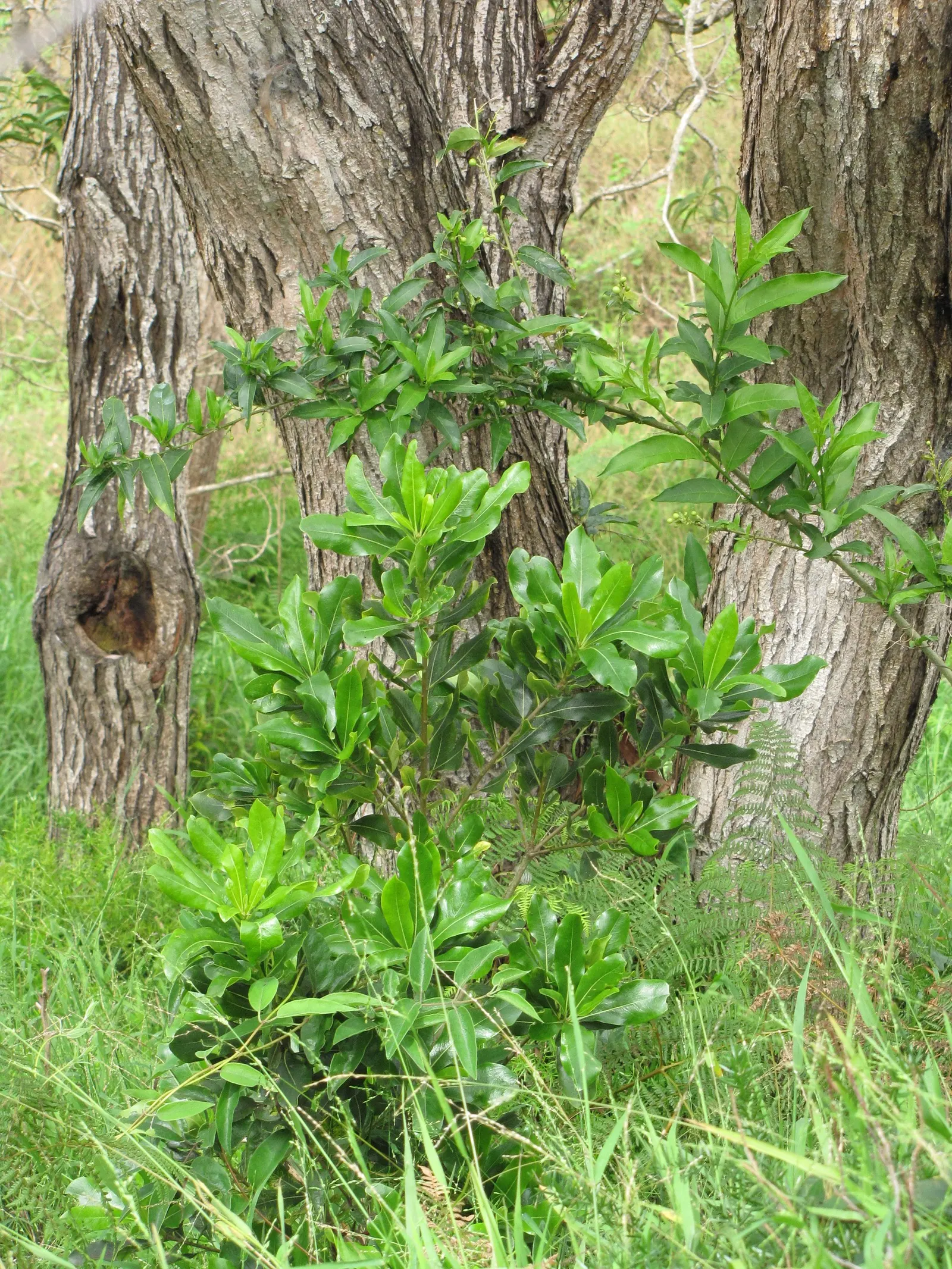 Cheesewood (Pittosporum Viridiflorum) — to accommodate its mature spread and height; these blossoms are a subtle addition, image 151
