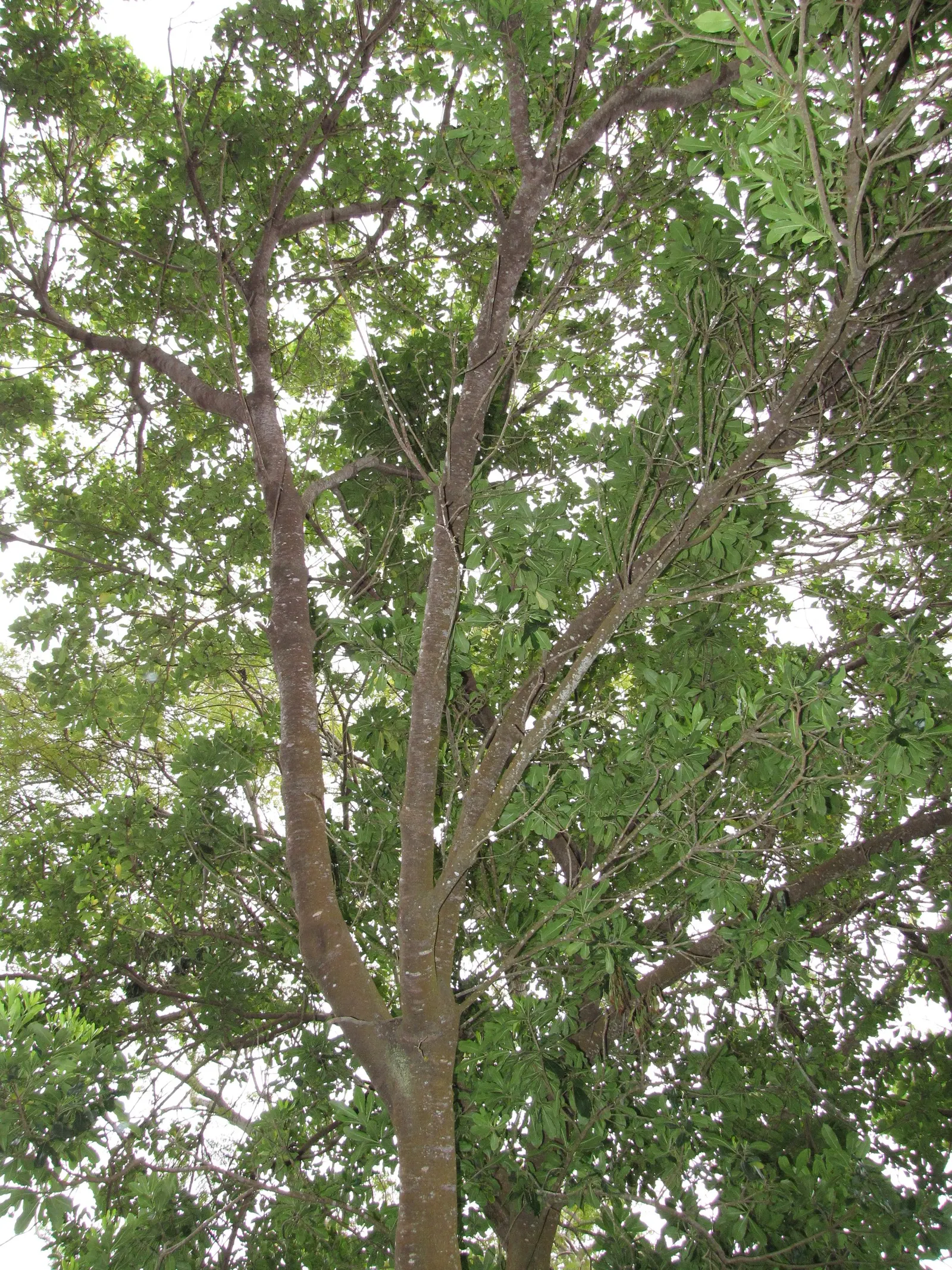 Cheesewood (Pittosporum Viridiflorum) — These blossoms are a subtle addition; it's a versatile plant that can be used as a standalone specimen or, image 170