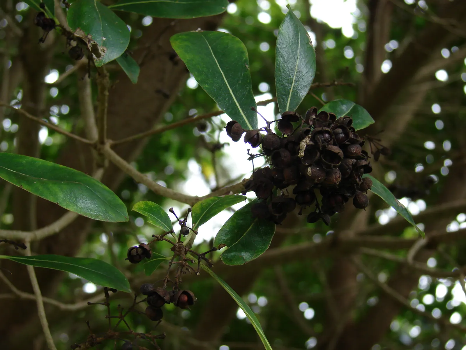 Cheesewood (Pittosporum Viridiflorum) — Hardy and low-maintenance, it's a superb choice for varied designs