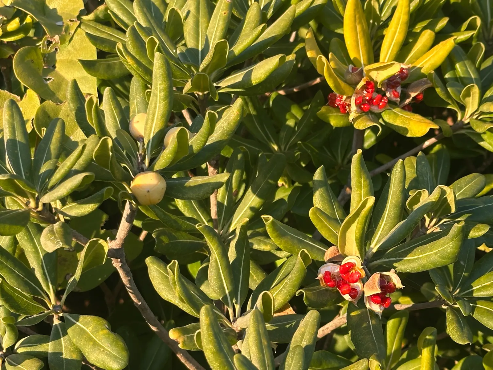 Cheesewood (Pittosporum Viridiflorum) — Its growth rate is moderate, and it thrives in USDA hardiness zones 10 to 11; gardeners will also, image 63
