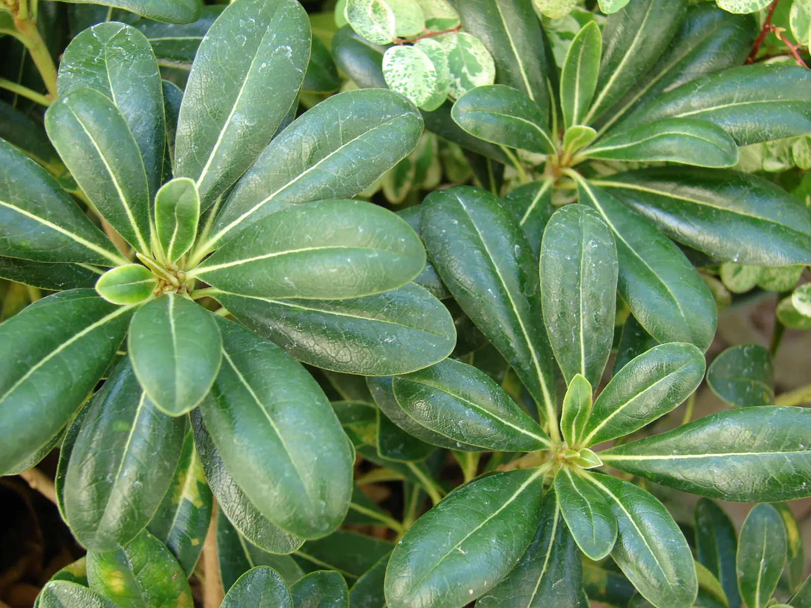 Cheesewood (Pittosporum Viridiflorum) — white flowers in the garden