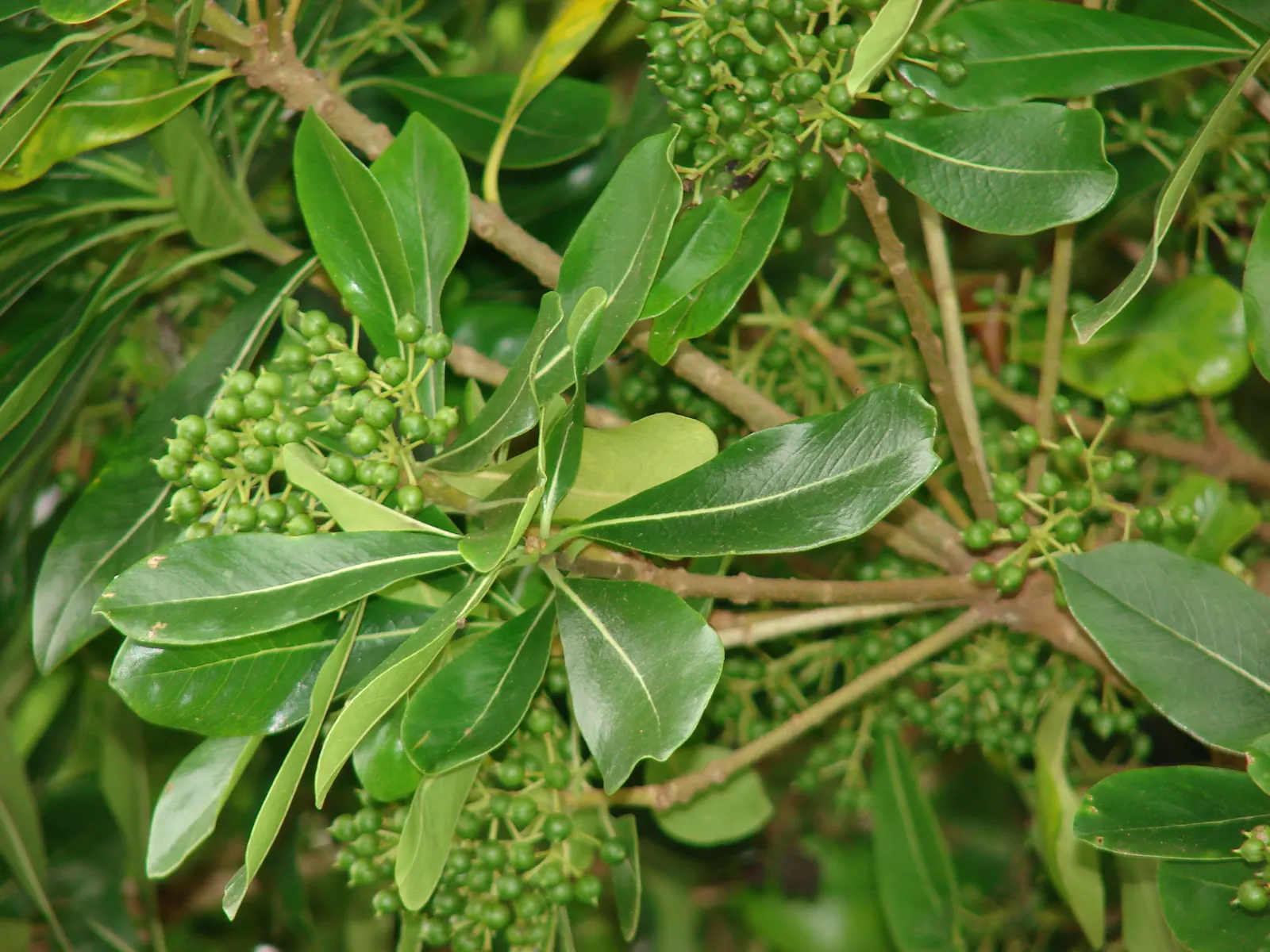 Cheesewood (Pittosporum Viridiflorum) — These blossoms are a subtle addition; it's a versatile plant that can be used as a standalone specimen or, image 144