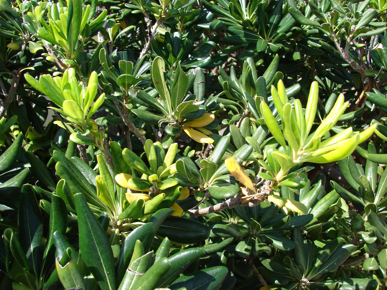 Cheesewood (Pittosporum Viridiflorum) — These blossoms are a subtle addition