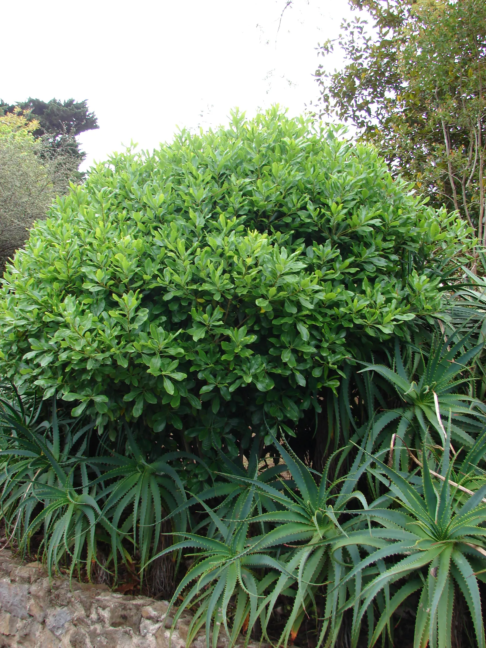 Cheesewood (Pittosporum Viridiflorum) — and are followed by yellow; ideal for screens and hedges, its compact growth habit requires minimal pruning, image 146