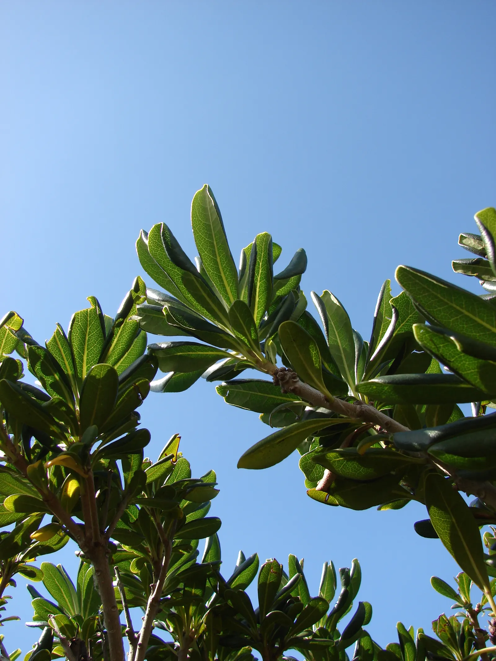 Cheesewood (Pittosporum Viridiflorum) — Ideal for screens and hedges, its compact growth habit requires minimal pruning; hardy and low-maintenance, it's a