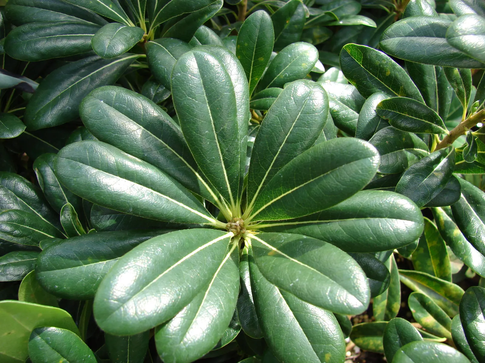 Cheesewood (Pittosporum Viridiflorum) — is a versatile evergreen shrub that reaches up to 15 feet in height; its growth rate is moderate, and it, image 54