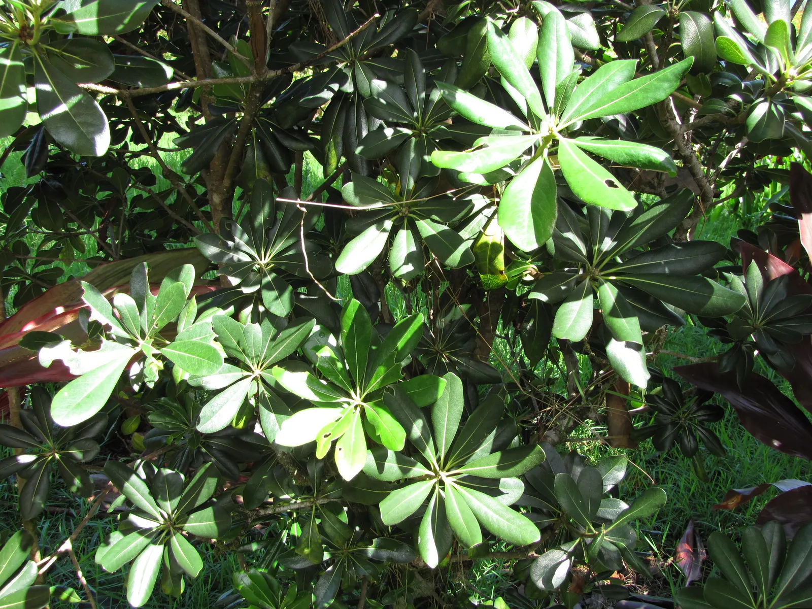 Cheesewood (Pittosporum Viridiflorum) — The trunk and branches form a pleasing; its dense, glossy green foliage and small, fragrant yellow-green, image 90